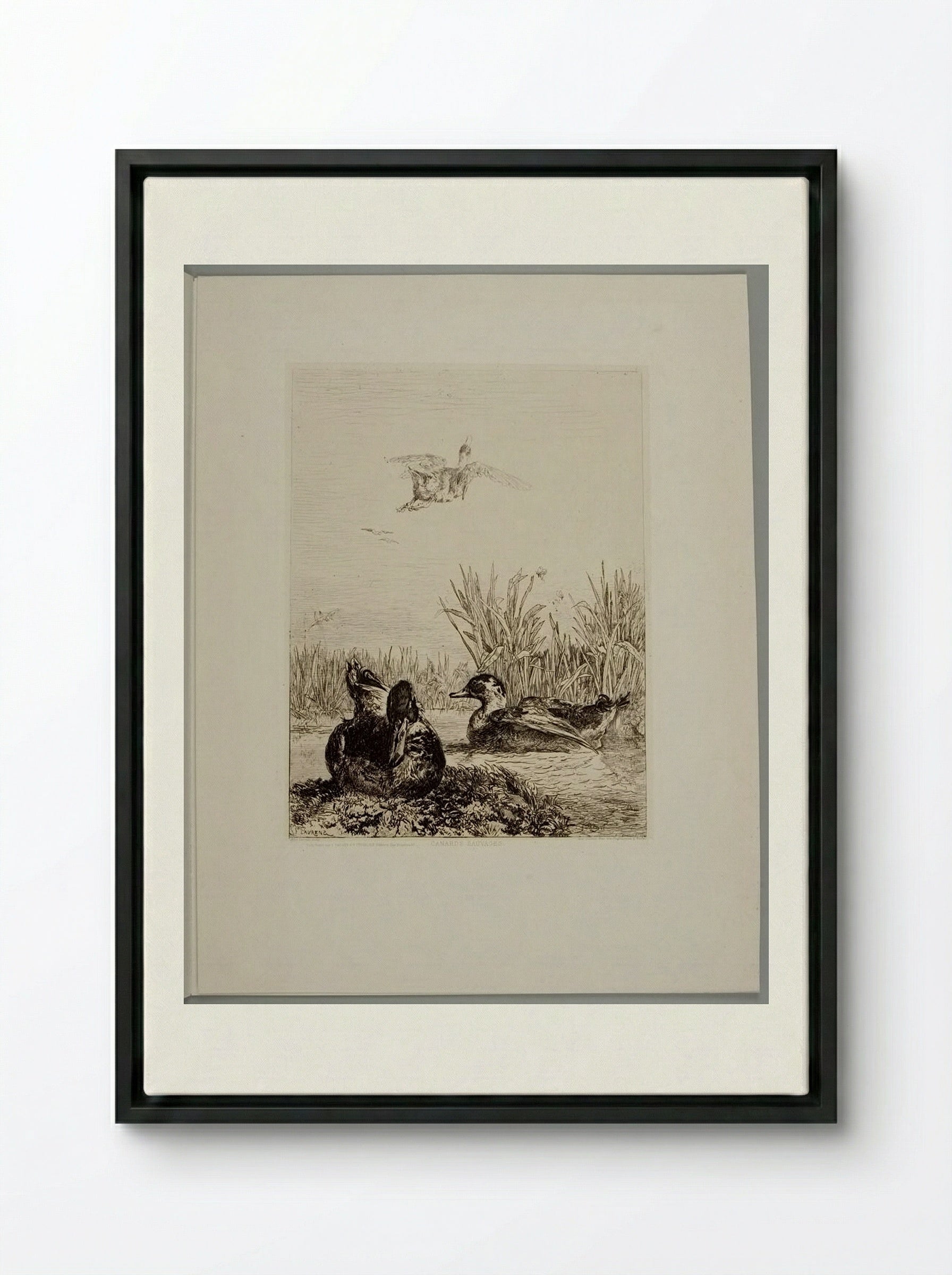 Wild Ducks - Jules Joseph Augustin Laurens - Framed Canvas Black
