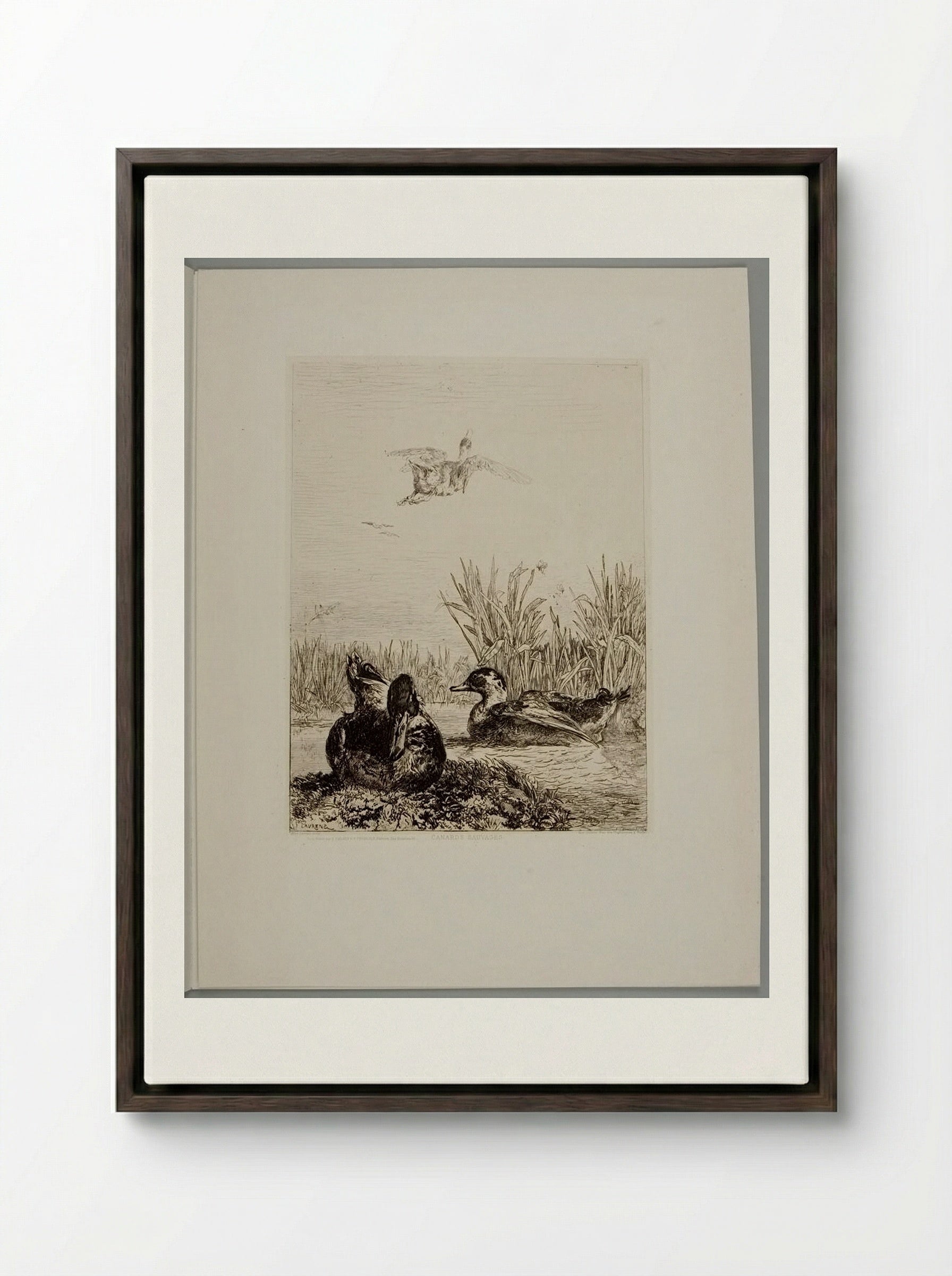 Wild Ducks - Jules Joseph Augustin Laurens - Framed Canvas Dark Wood