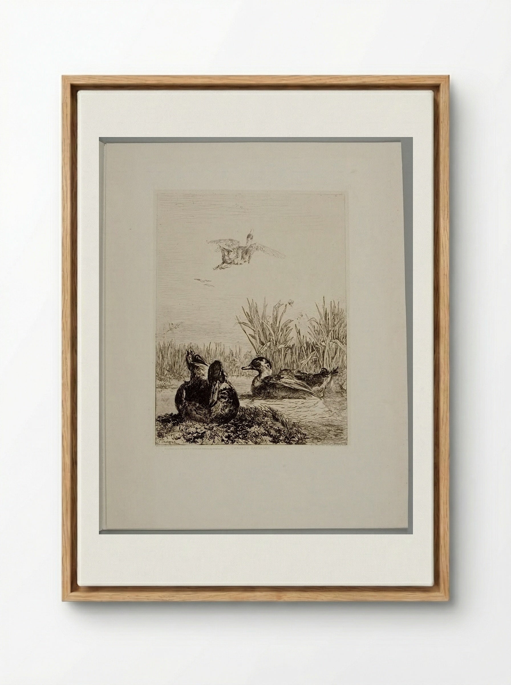 Wild Ducks - Jules Joseph Augustin Laurens - Framed Canvas Wood