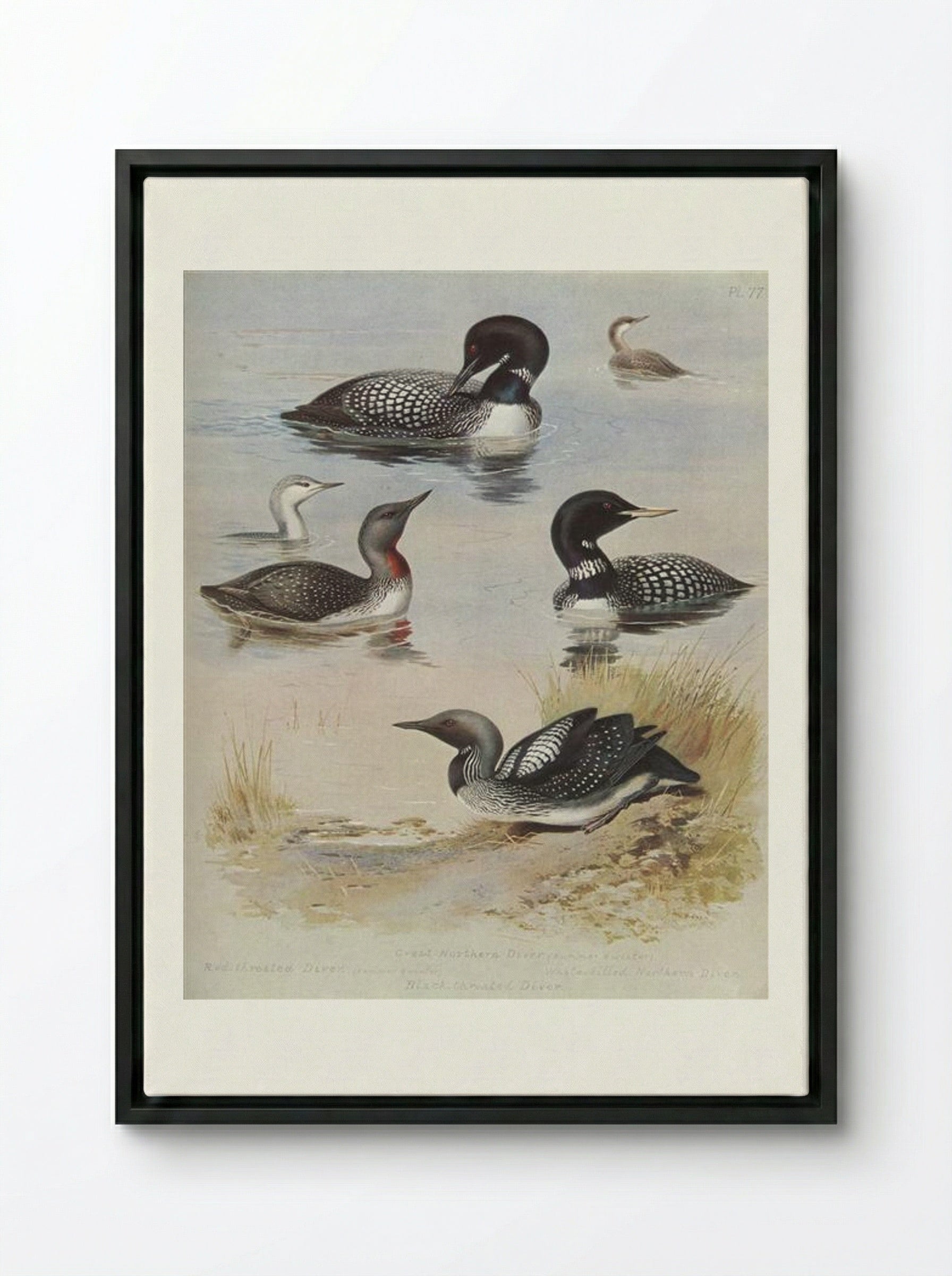 Great Northern Diver - Archibald Thorburn - Framed Canvas Black