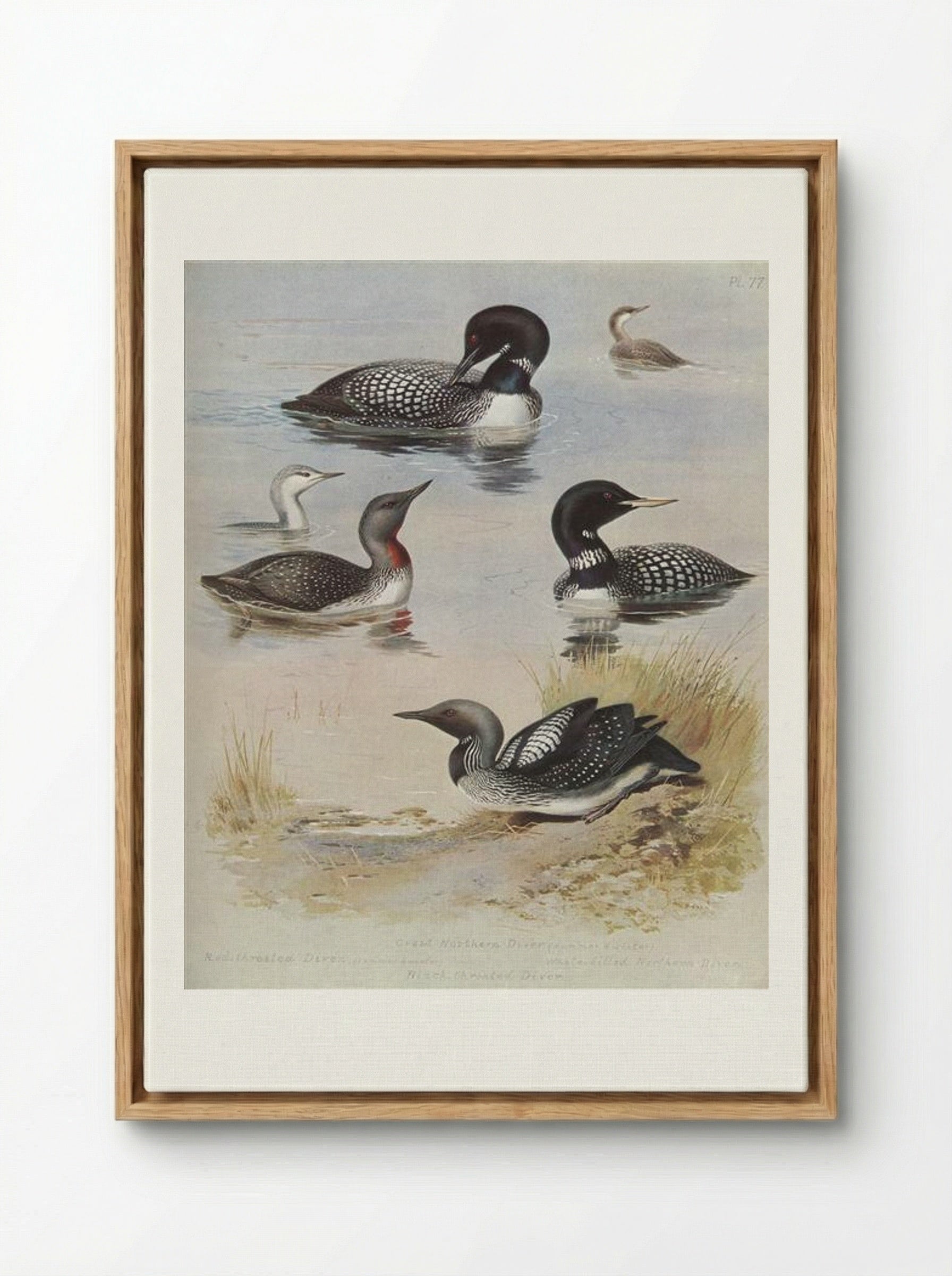 Great Northern Diver - Archibald Thorburn - Framed Canvas Wood