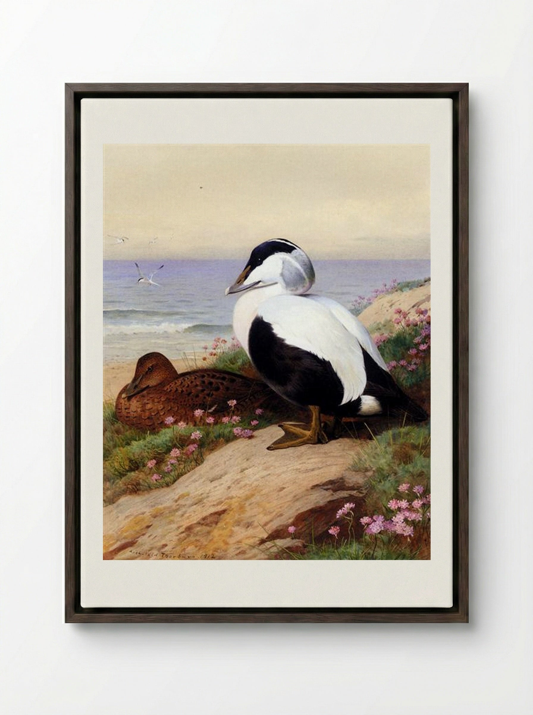 Common Eider Ducks - Archibald Thorburn - Framed Canvas Dark Wood