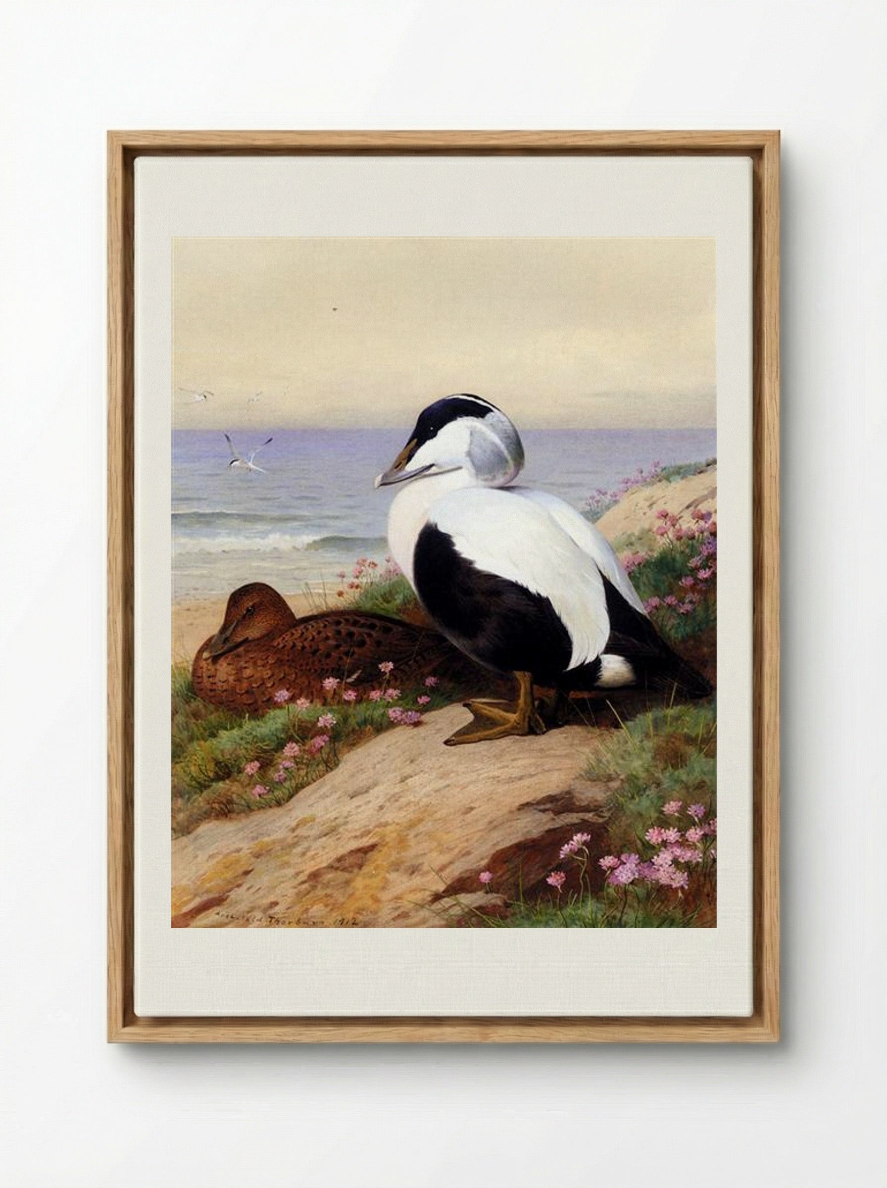 Common Eider Ducks - Archibald Thorburn - Framed Canvas Wood