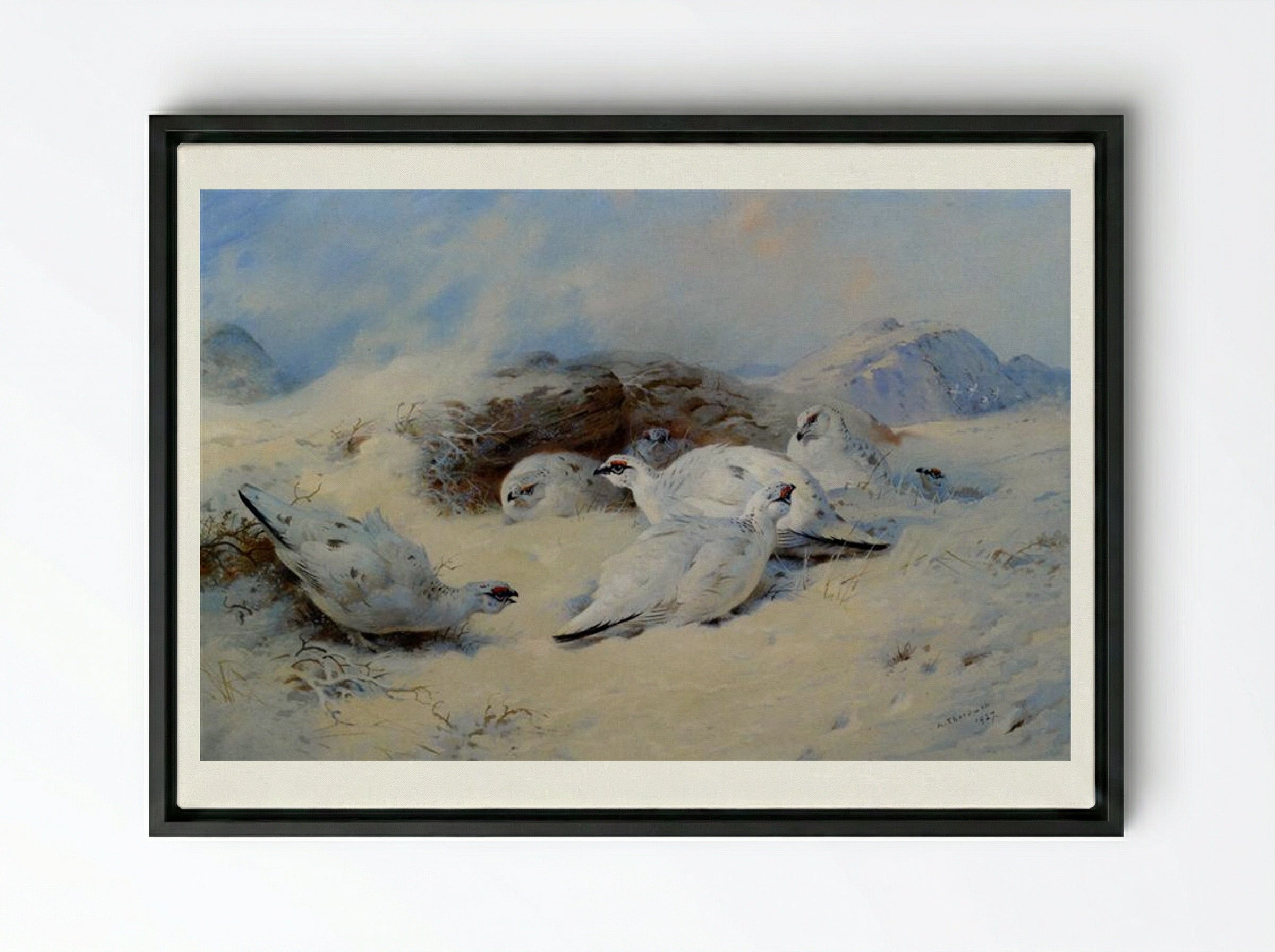Ptarmigan Seeking Shelter - Archibald Thorburn - Framed Canvas Black