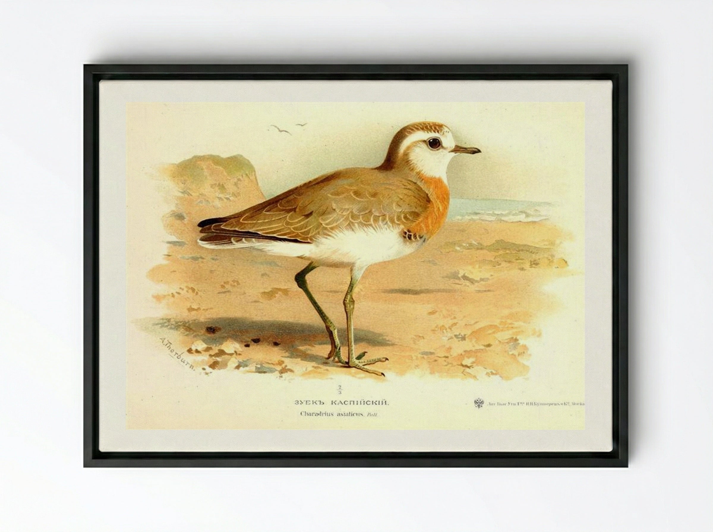 Caspian Plover - Archibald Thorburn - Framed Canvas Black