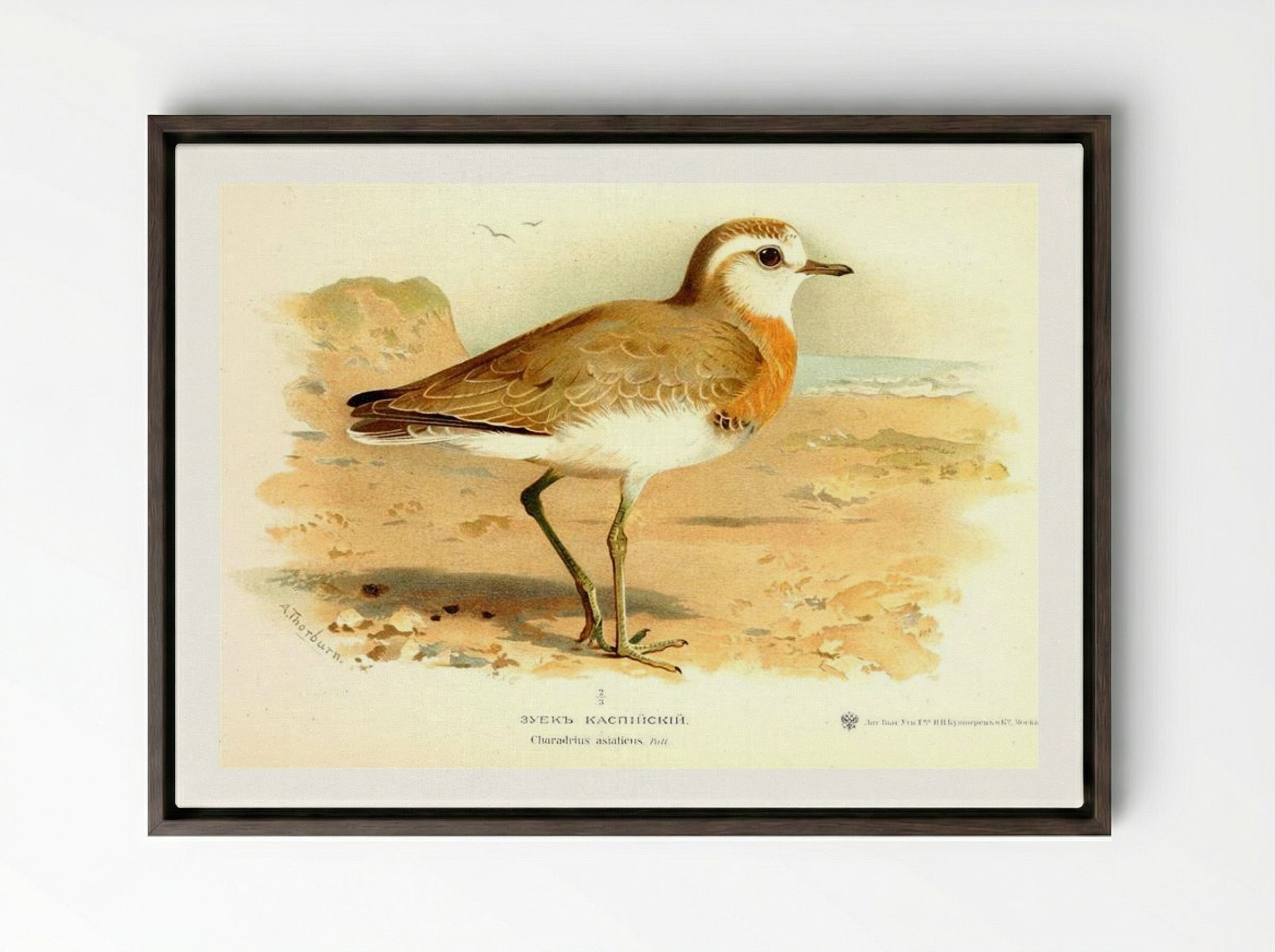 Caspian Plover - Archibald Thorburn - Framed Canvas Dark Wood