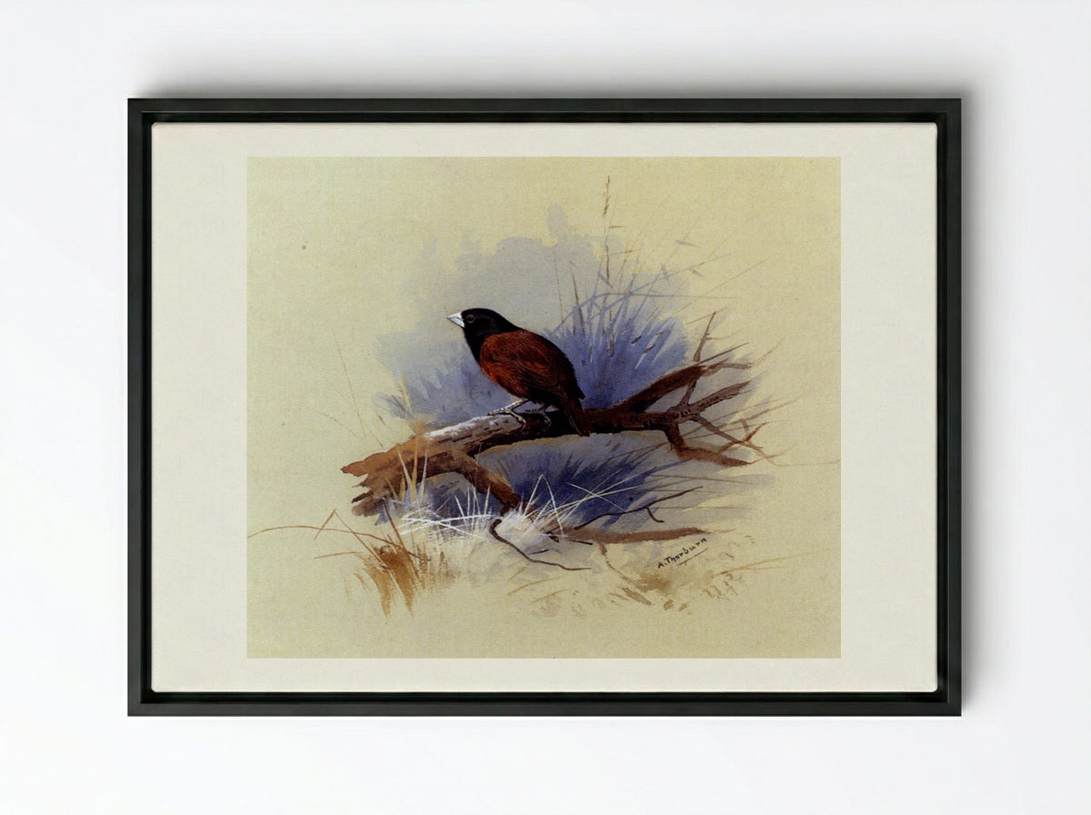 A Nepalese Black-headed Nun on a Branch - Archibald Thorburn - Framed Canvas Black