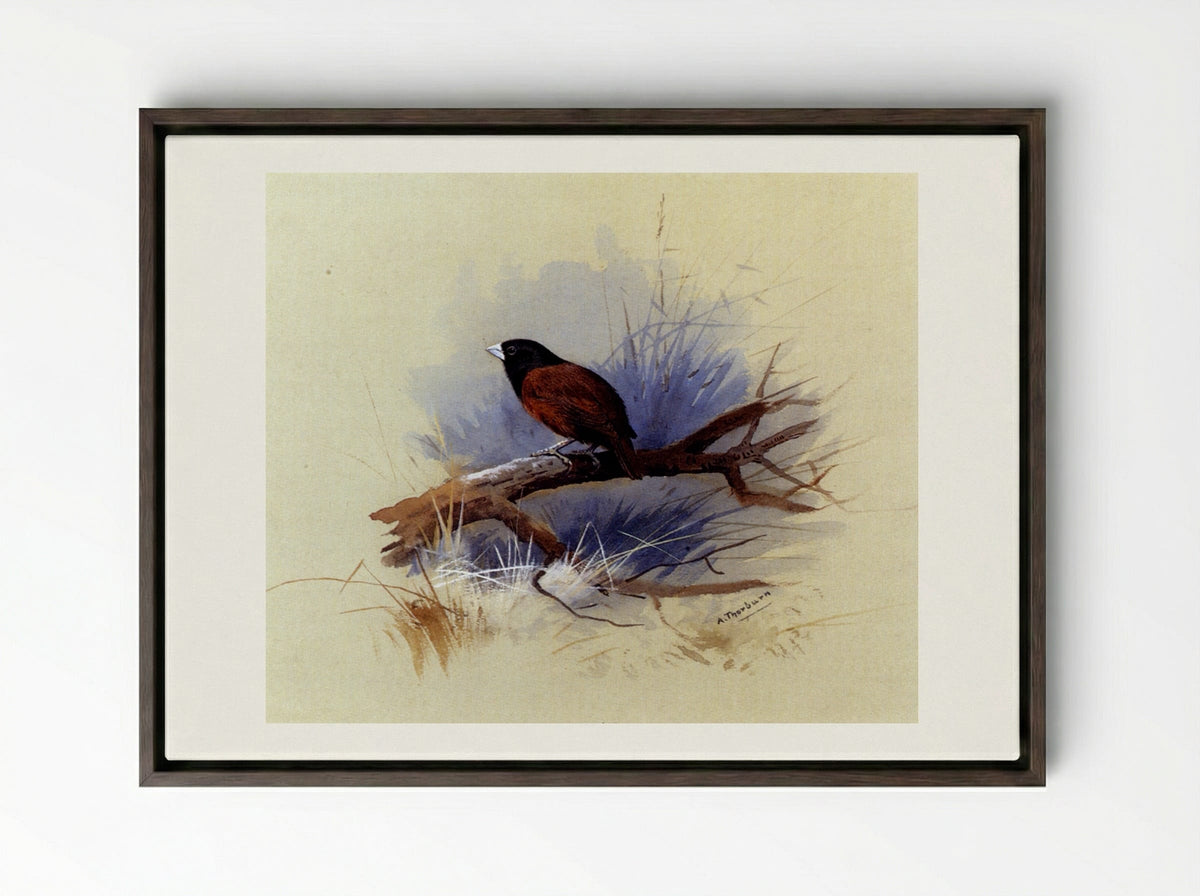 A Nepalese Black-headed Nun on a Branch - Archibald Thorburn - Framed Canvas Dark Wood