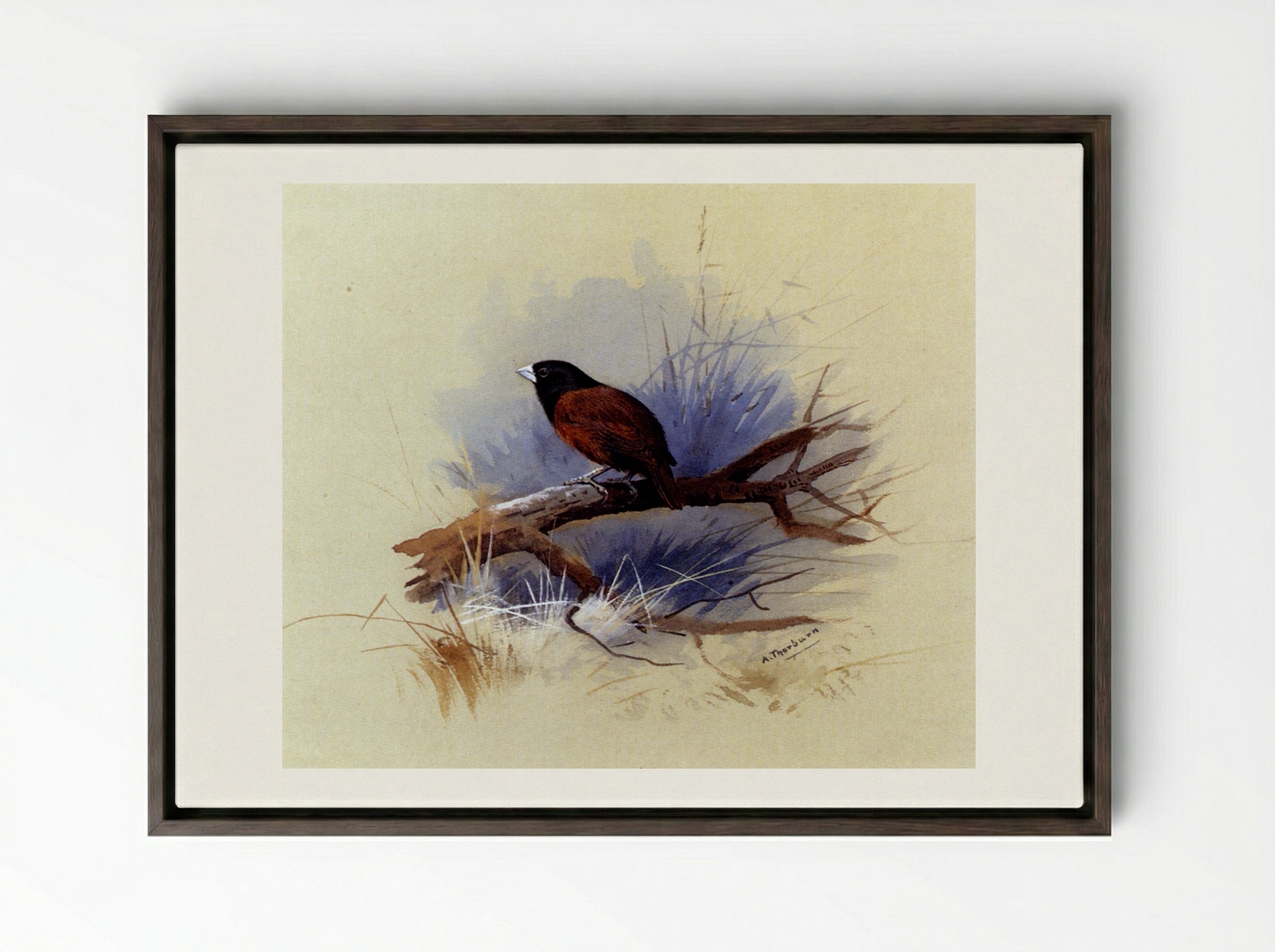 A Nepalese Black-headed Nun on a Branch - Archibald Thorburn - Framed Canvas Dark Wood