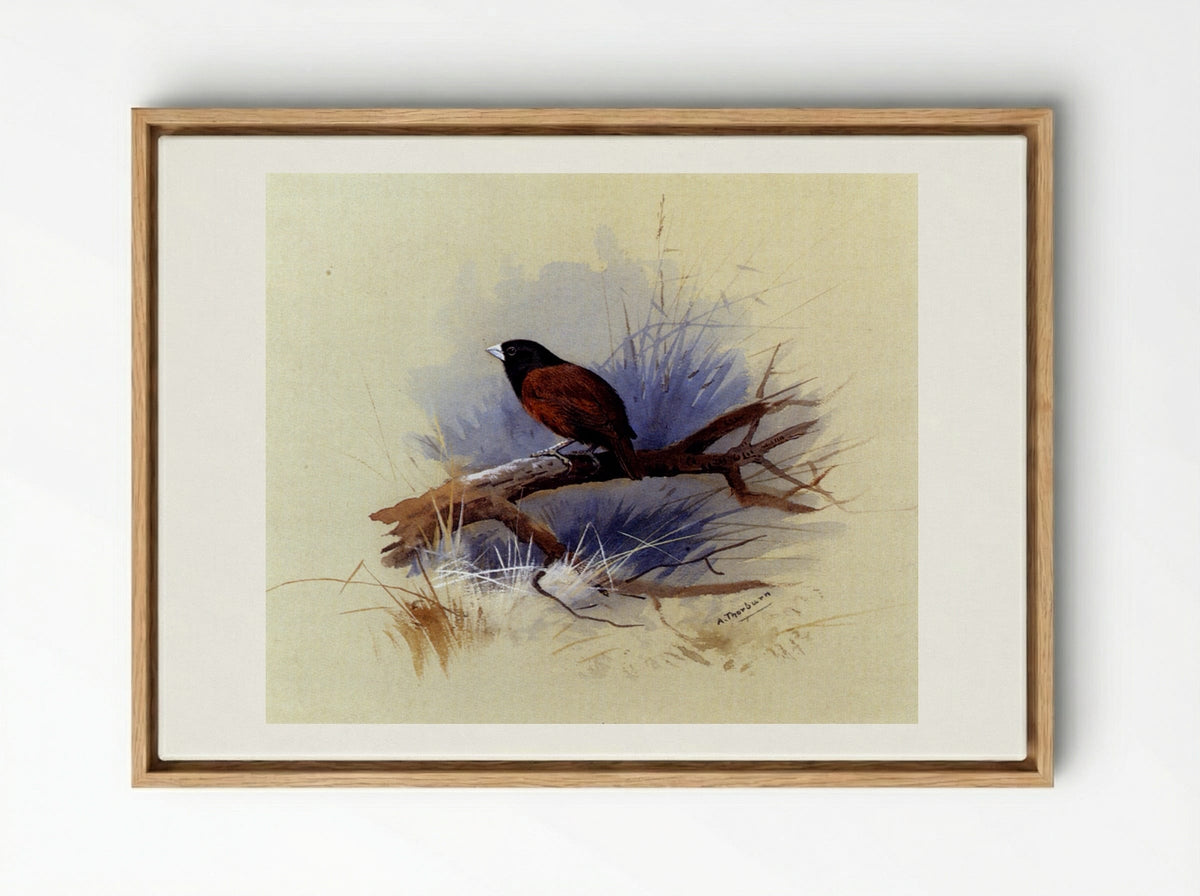 A Nepalese Black-headed Nun on a Branch - Archibald Thorburn - Framed Canvas Wood