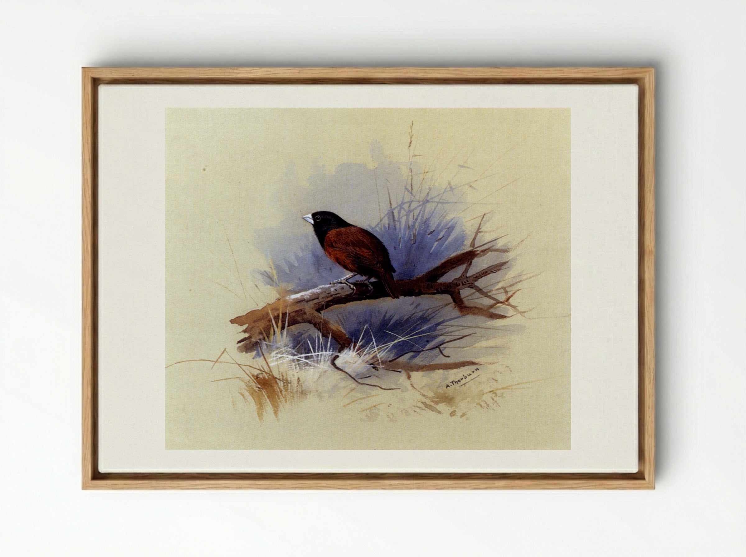 A Nepalese Black-headed Nun on a Branch - Archibald Thorburn - Framed Canvas Wood