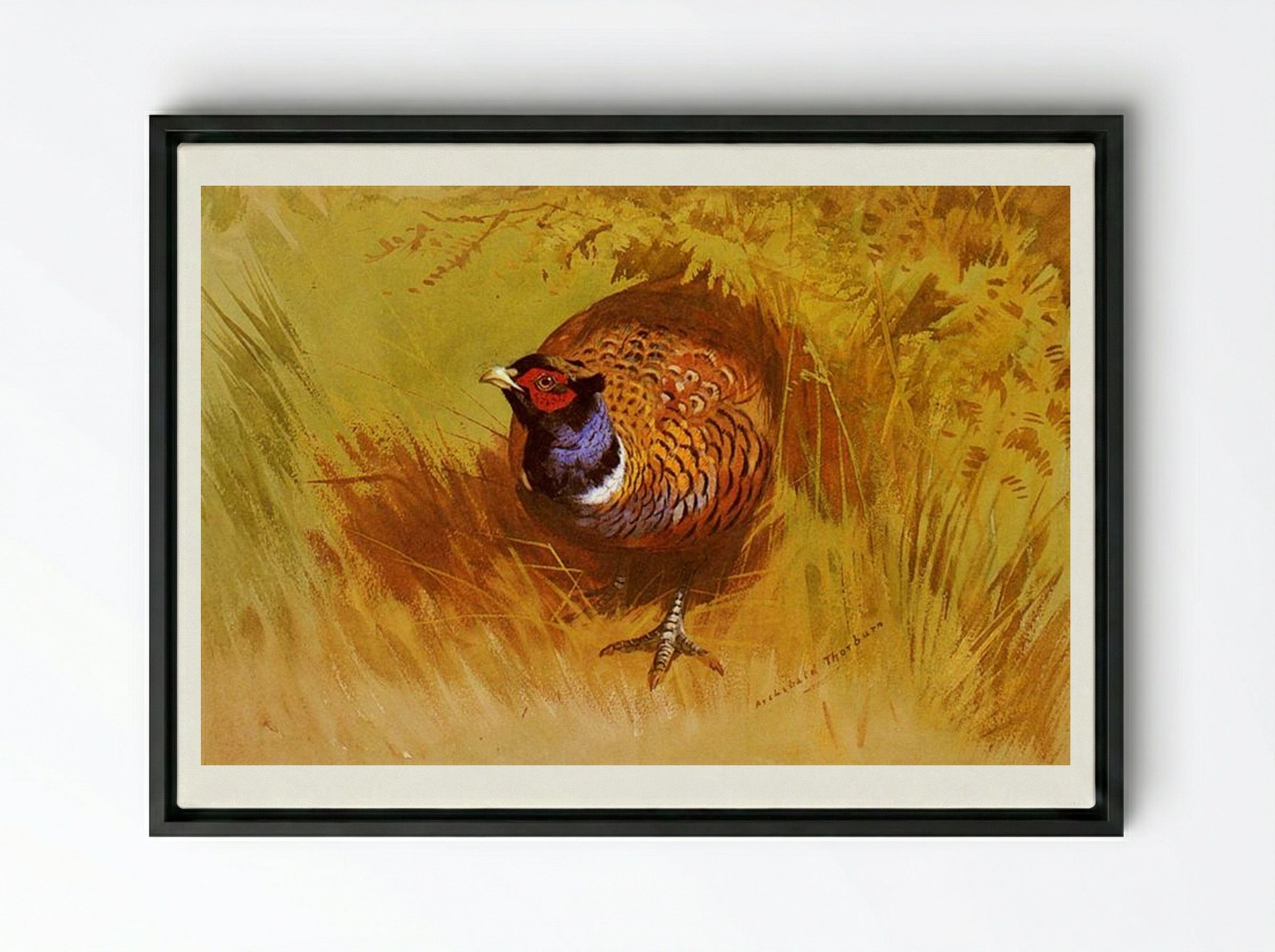 A Cock Pheasant - Archibald Thorburn - Framed Canvas Black
