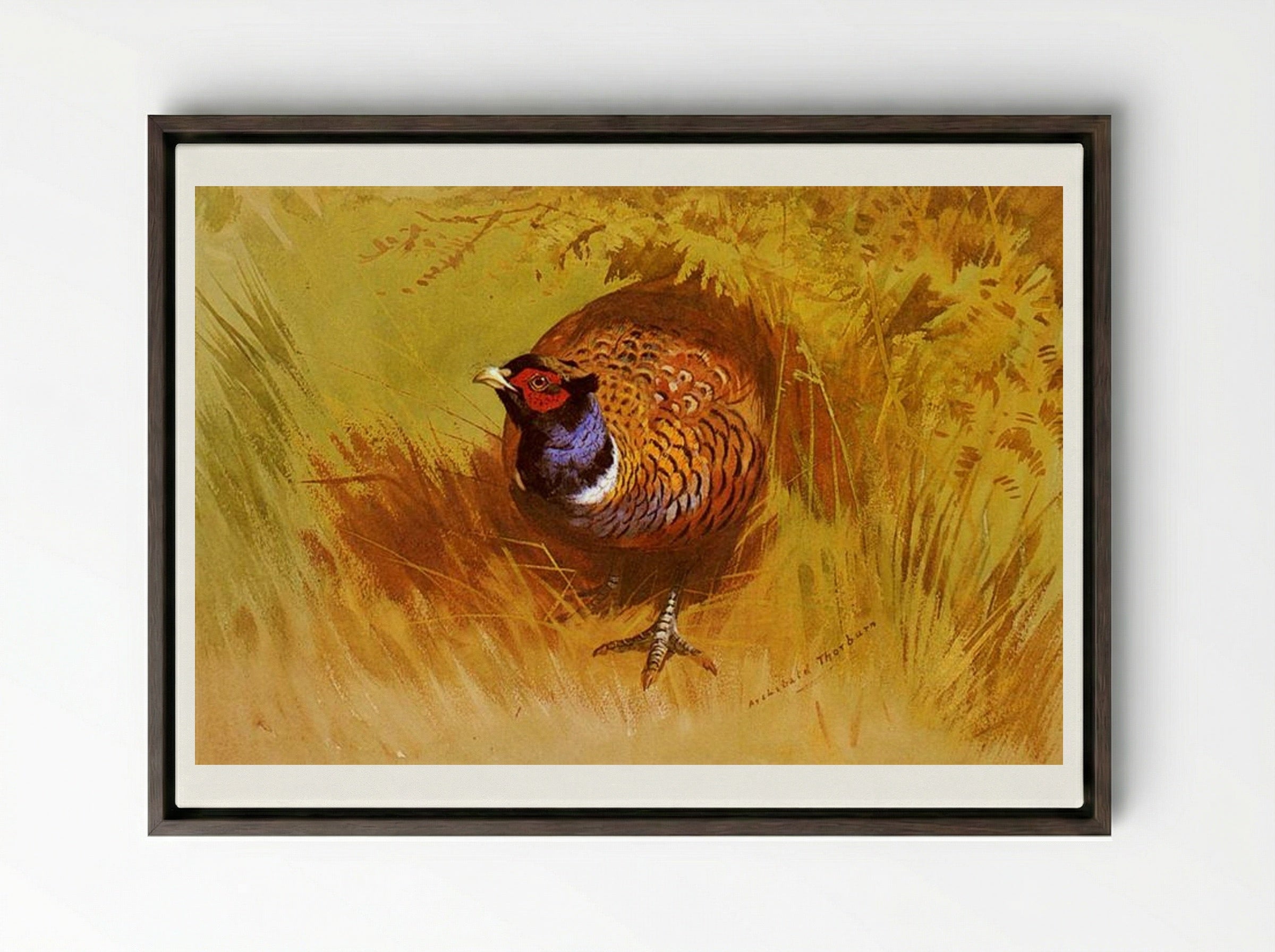 A Cock Pheasant - Archibald Thorburn - Framed Canvas Dark Wood