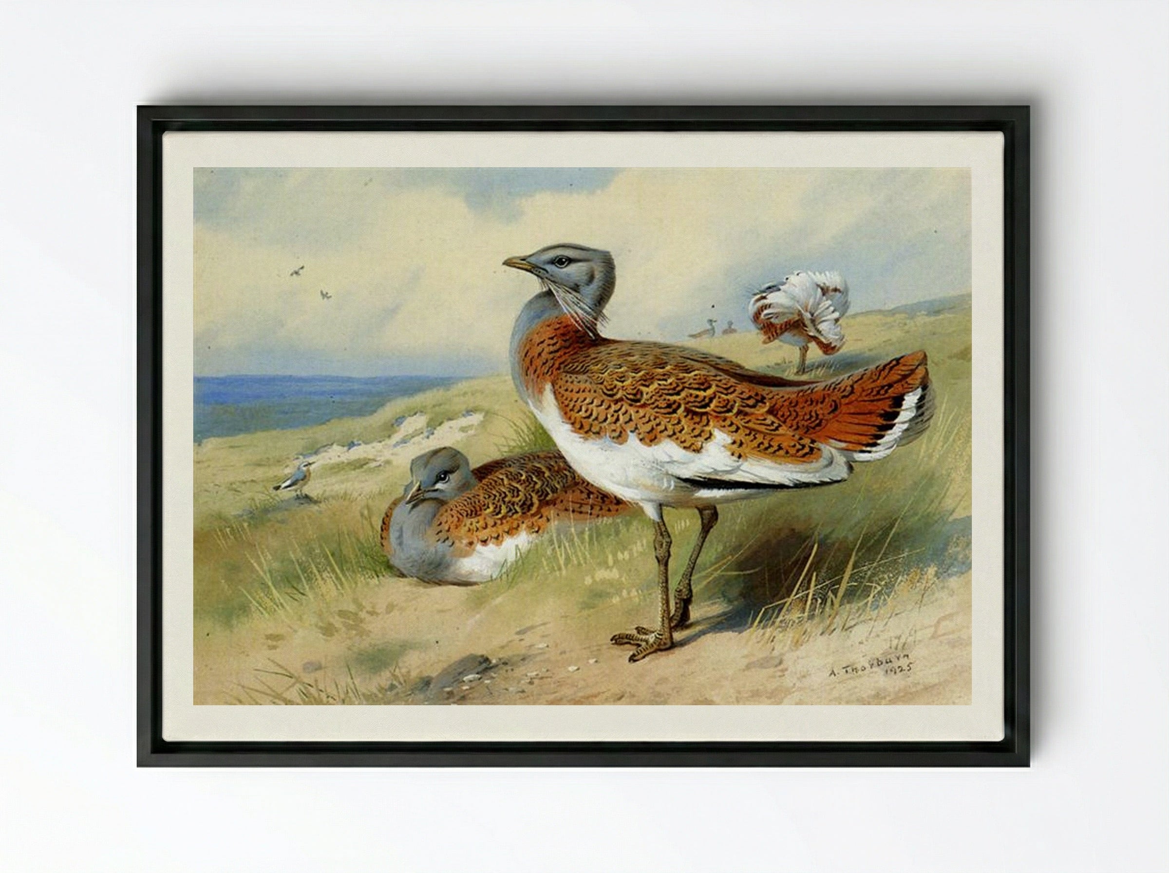 Great Bustards - Archibald Thorburn - Framed Canvas Black