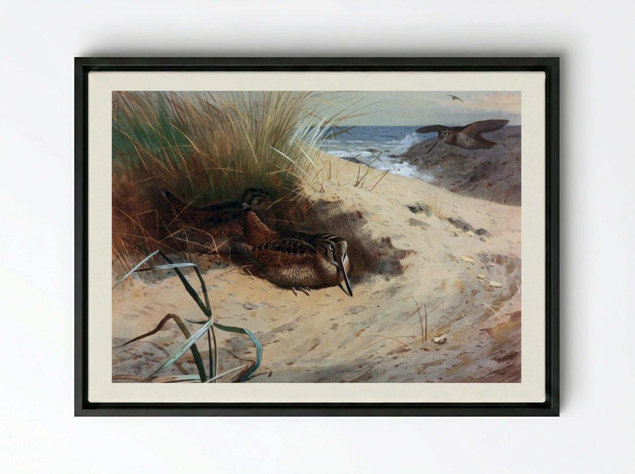 Woodcock Among the Dunes - Archibald Thorburn - Framed Canvas Black