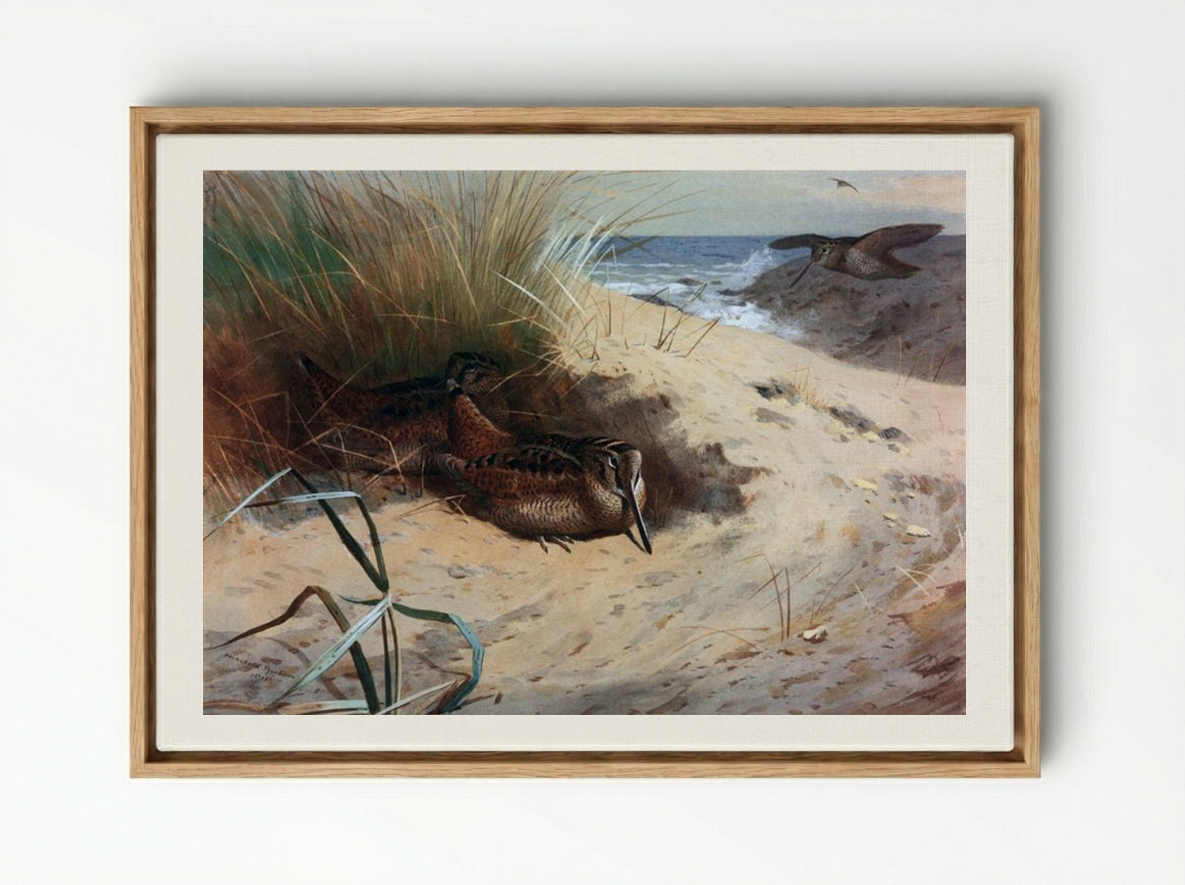 Woodcock Among the Dunes - Archibald Thorburn - Framed Canvas Wood