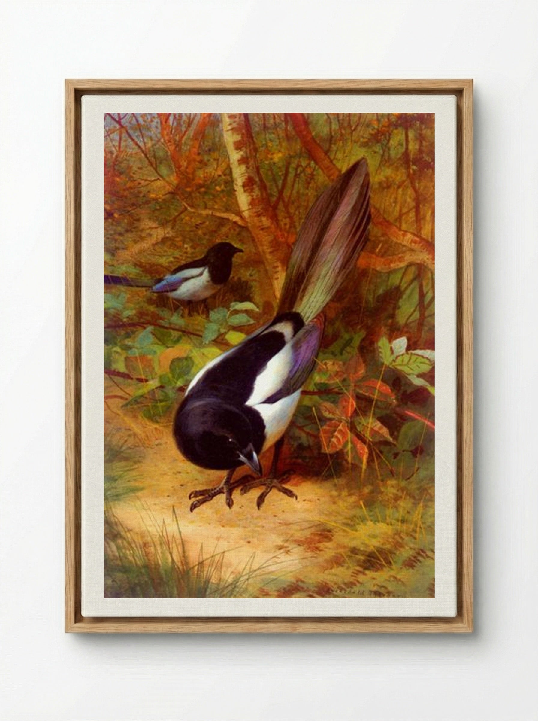 Magpies - Archibald Thorburn - Framed Canvas Wood