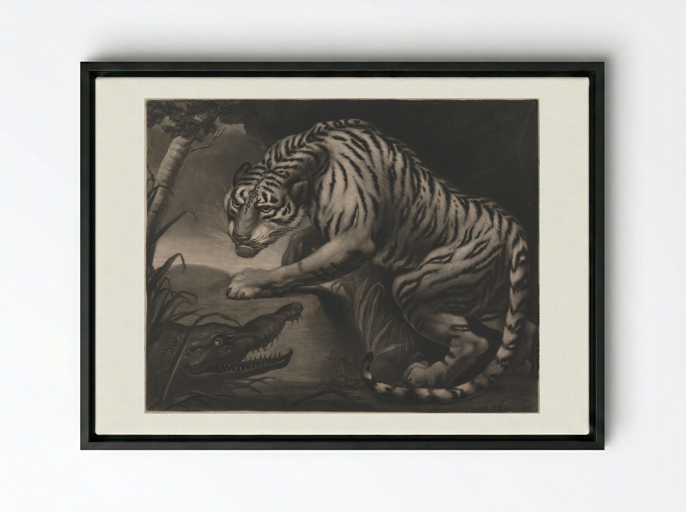 Tiger & Crocodile - Charles Turner - Framed Canvas Black