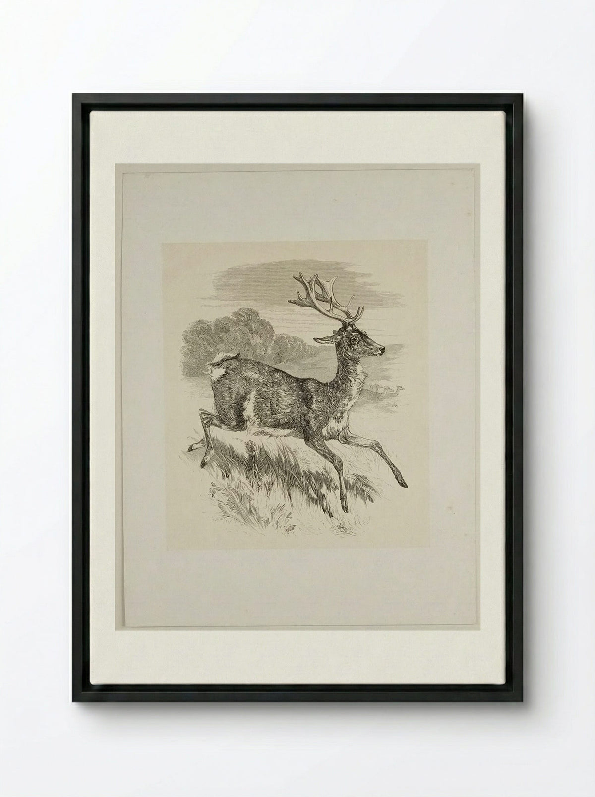 Stag - Walter Gorway - Framed Canvas Black