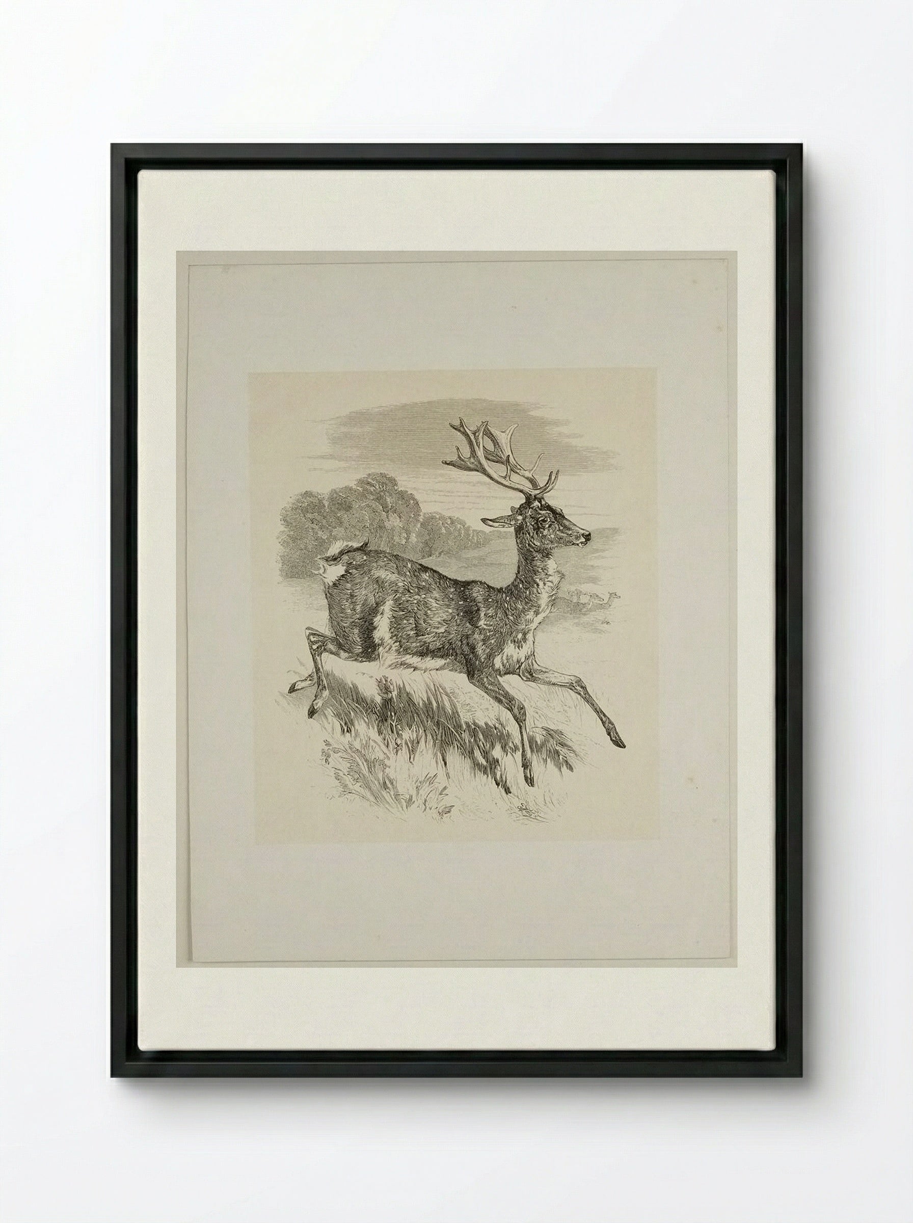 Stag - Walter Gorway - Framed Canvas Black