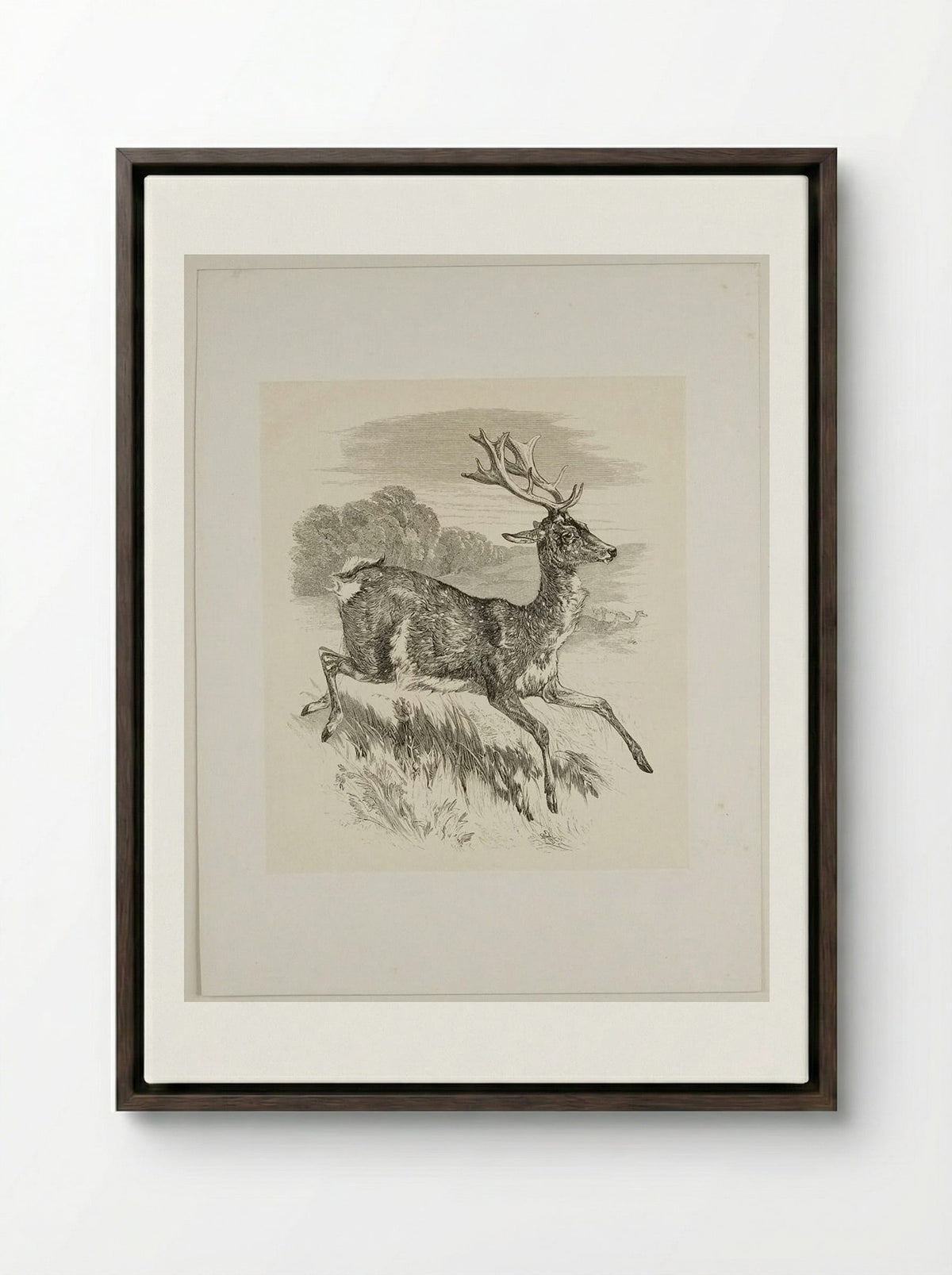 Stag - Walter Gorway - Framed Canvas Dark Wood