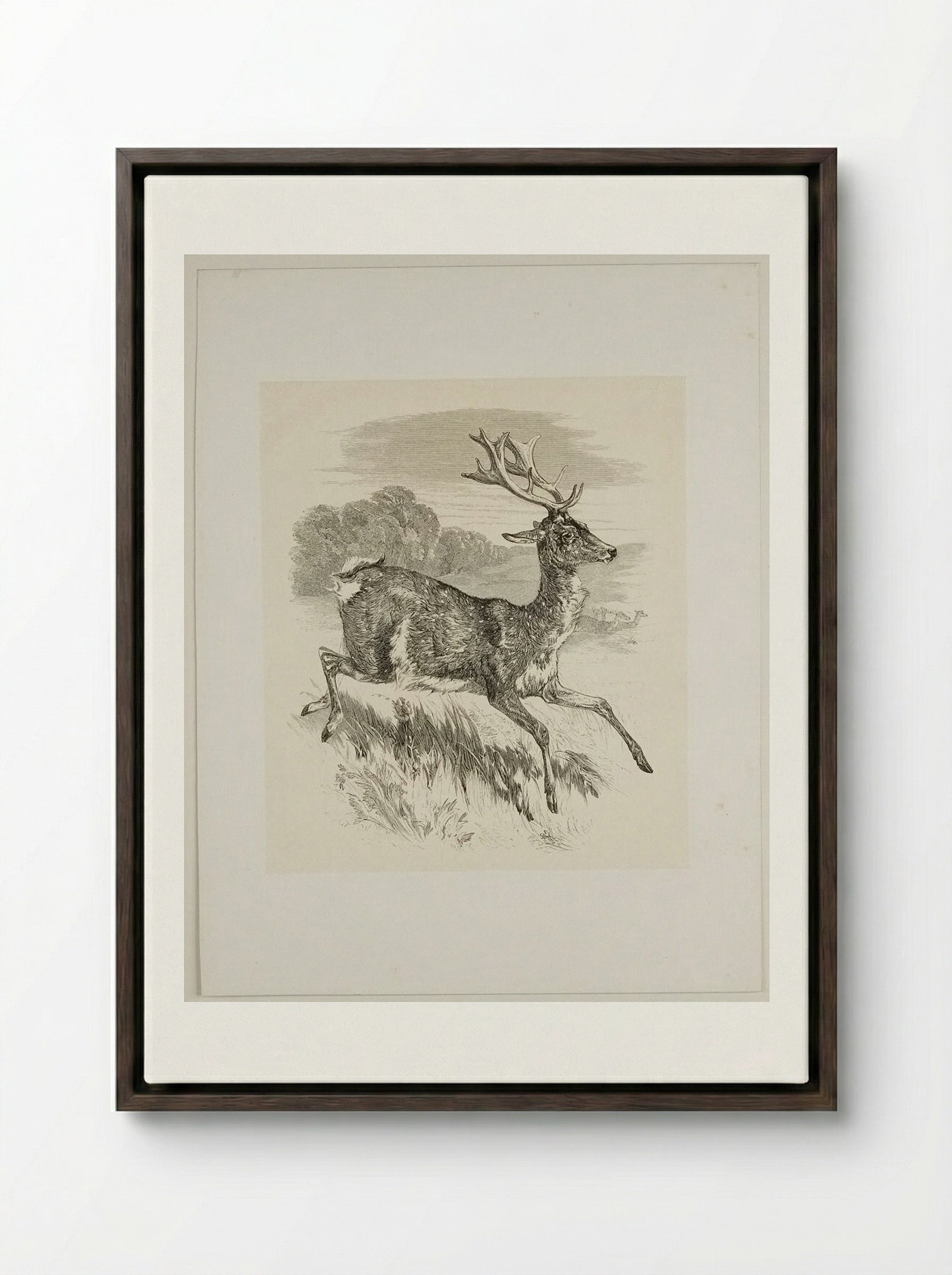 Stag - Walter Gorway - Framed Canvas Dark Wood