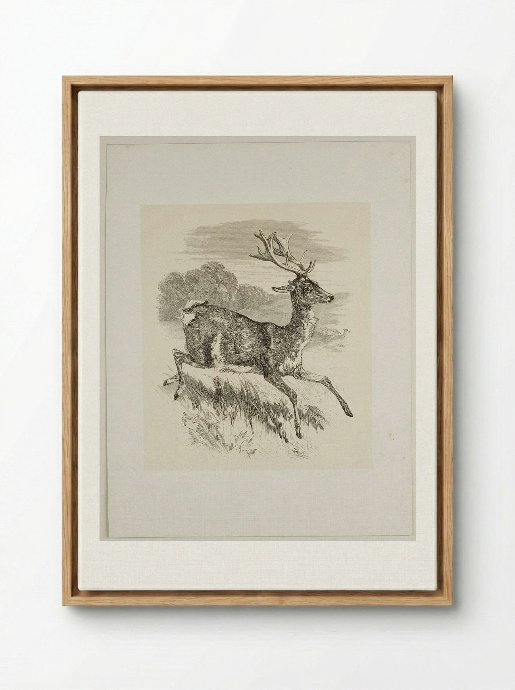 Stag - Walter Gorway - Framed Canvas Wood