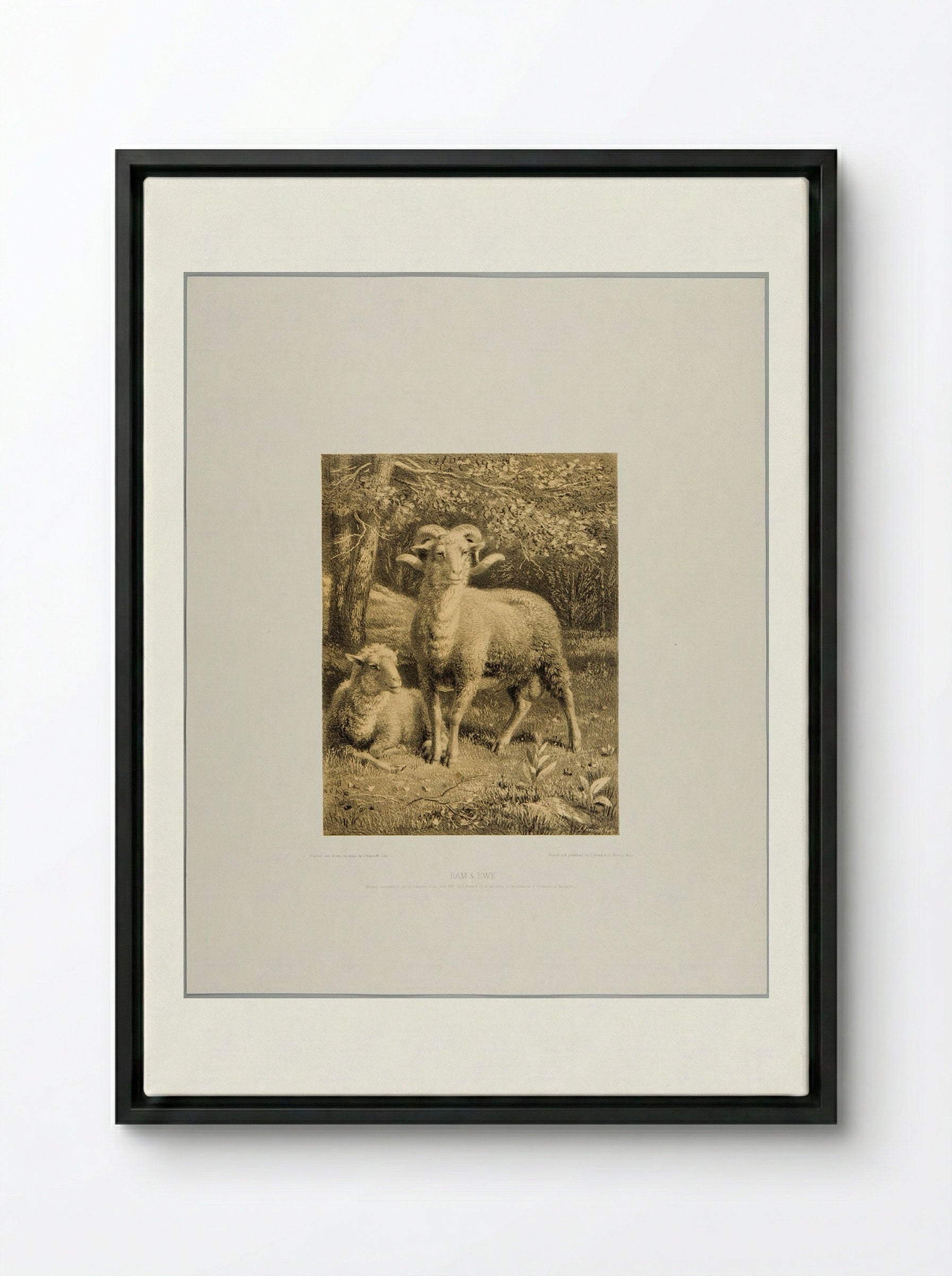 Ram and Ewe - Joseph Foxcroft Cole - Framed Canvas Black