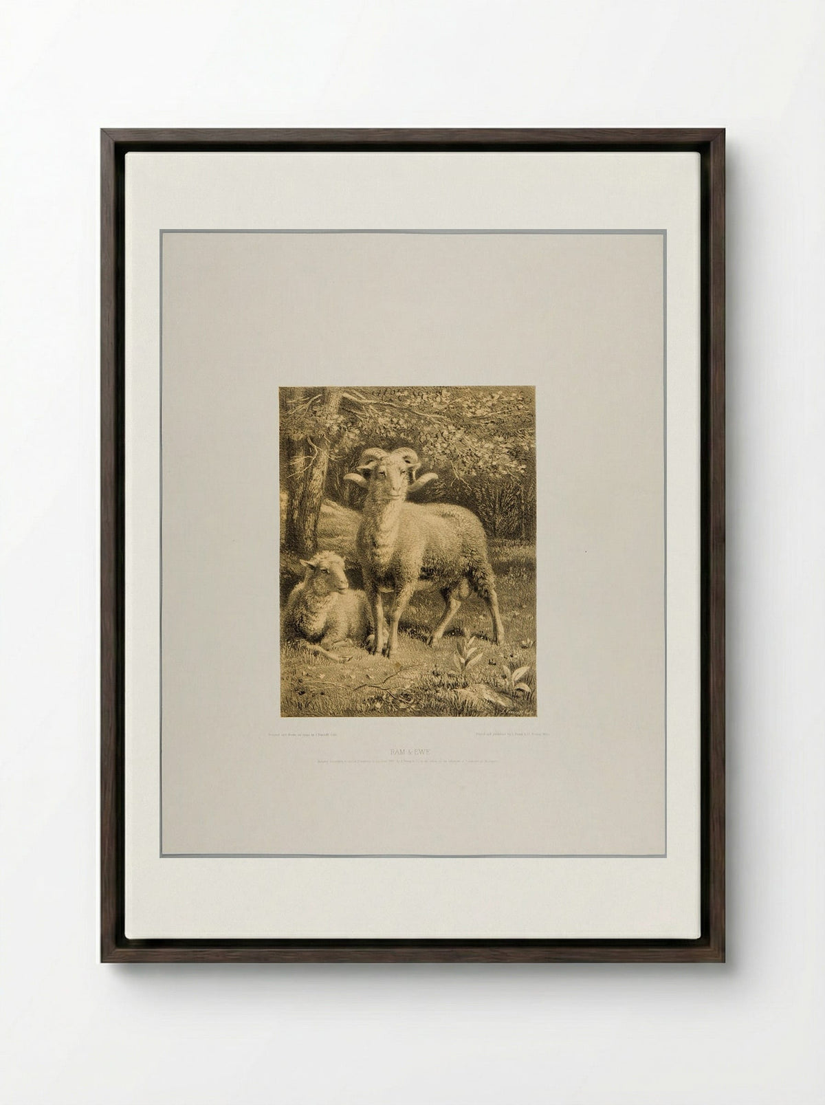 Ram and Ewe - Joseph Foxcroft Cole - Framed Canvas Dark Wood