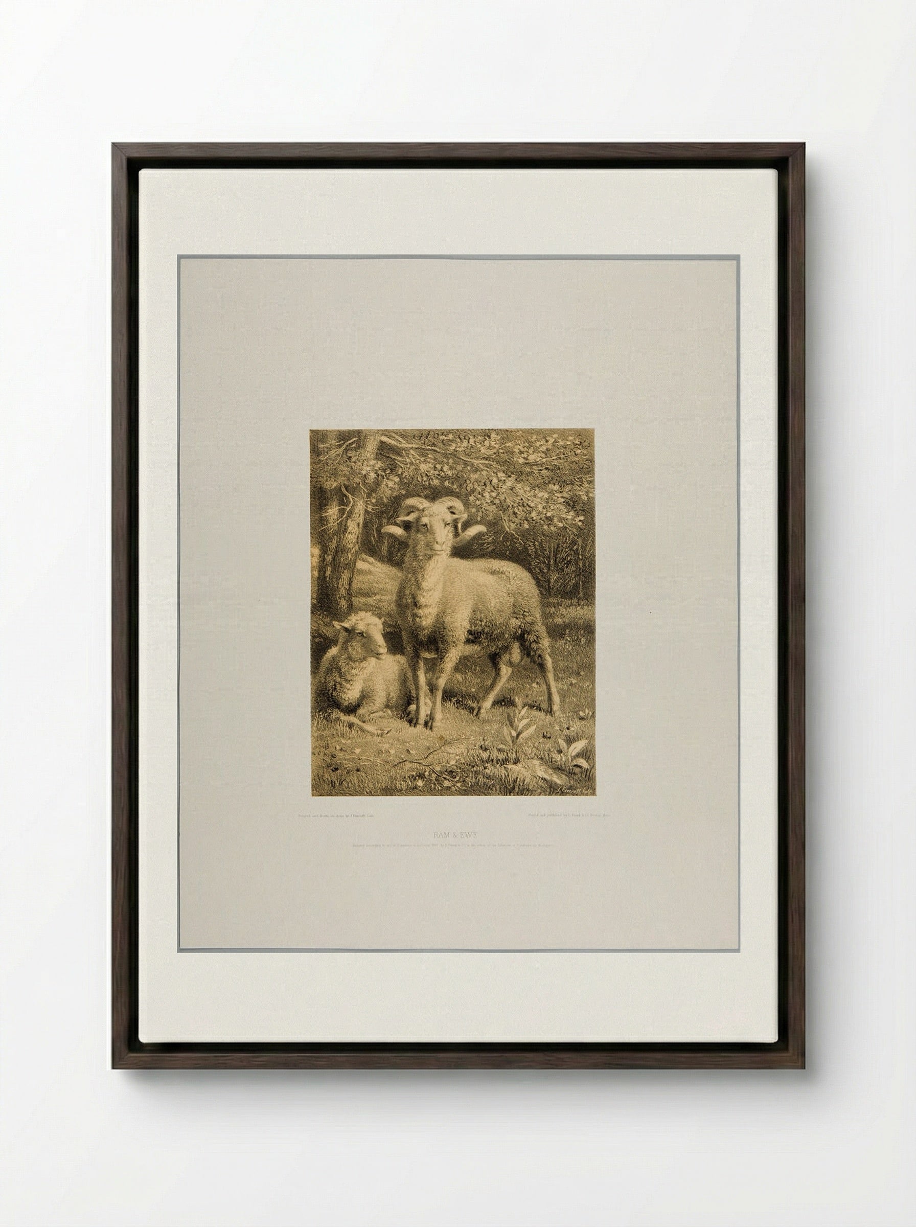 Ram and Ewe - Joseph Foxcroft Cole - Framed Canvas Dark Wood
