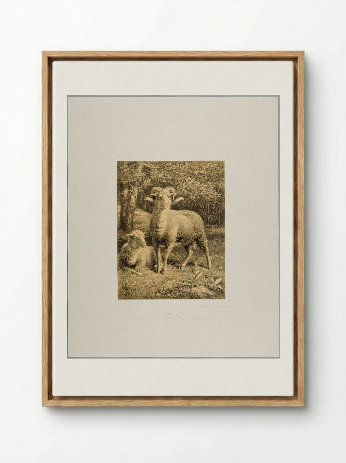 Ram and Ewe - Joseph Foxcroft Cole - Framed Canvas Wood