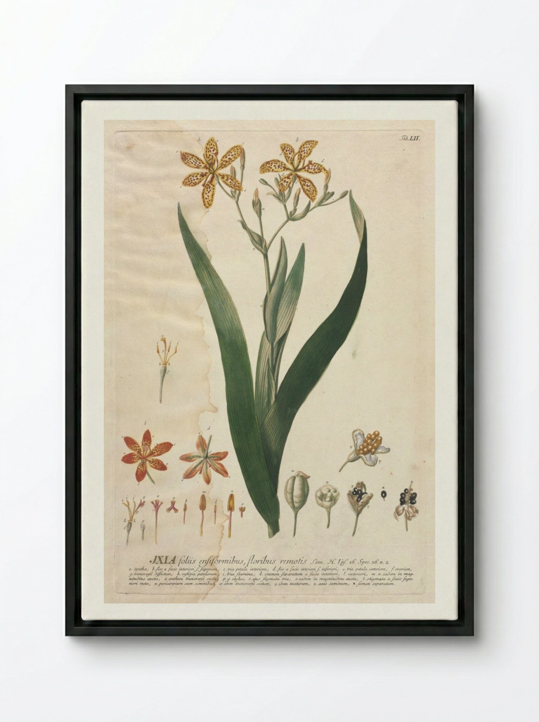 Plantae Selectae: No. 52 - Ixia - Georg Dionysius Ehret - Framed Canvas Black