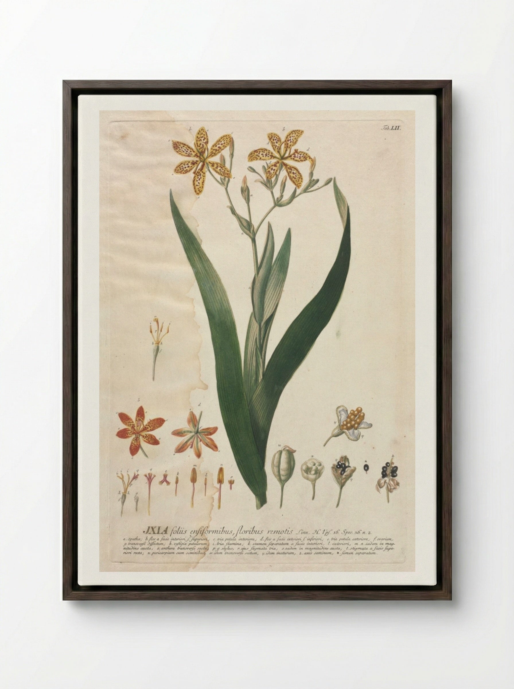 Plantae Selectae: No. 52 - Ixia - Georg Dionysius Ehret - Framed Canvas Dark Wood