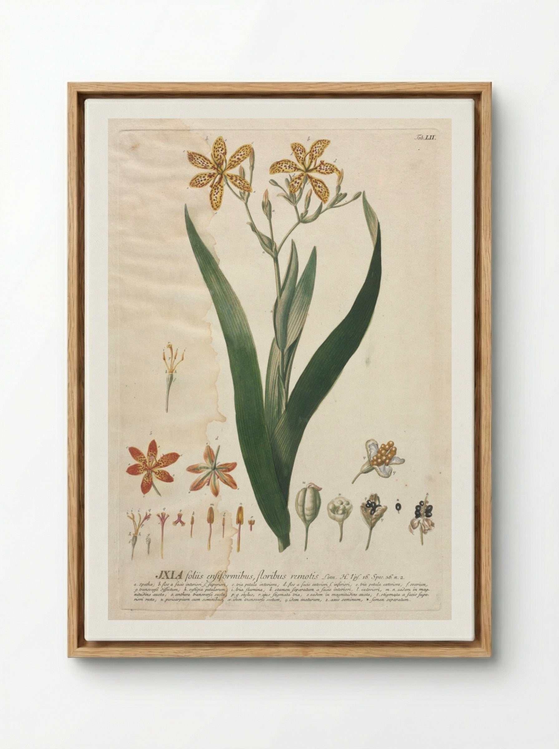 Plantae Selectae: No. 52 - Ixia - Georg Dionysius Ehret - Framed Canvas Wood