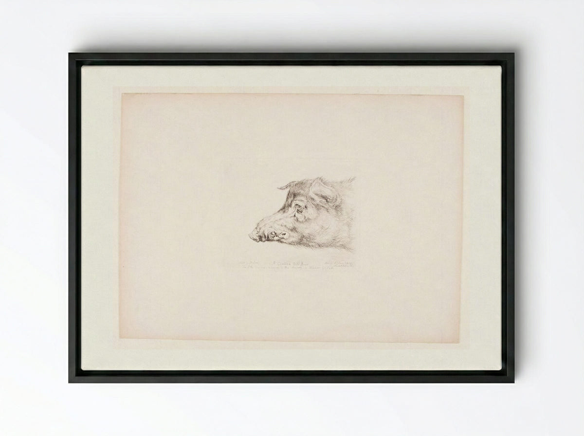 A German Wild Boar - John Frederick Lewis - Framed Canvas Black