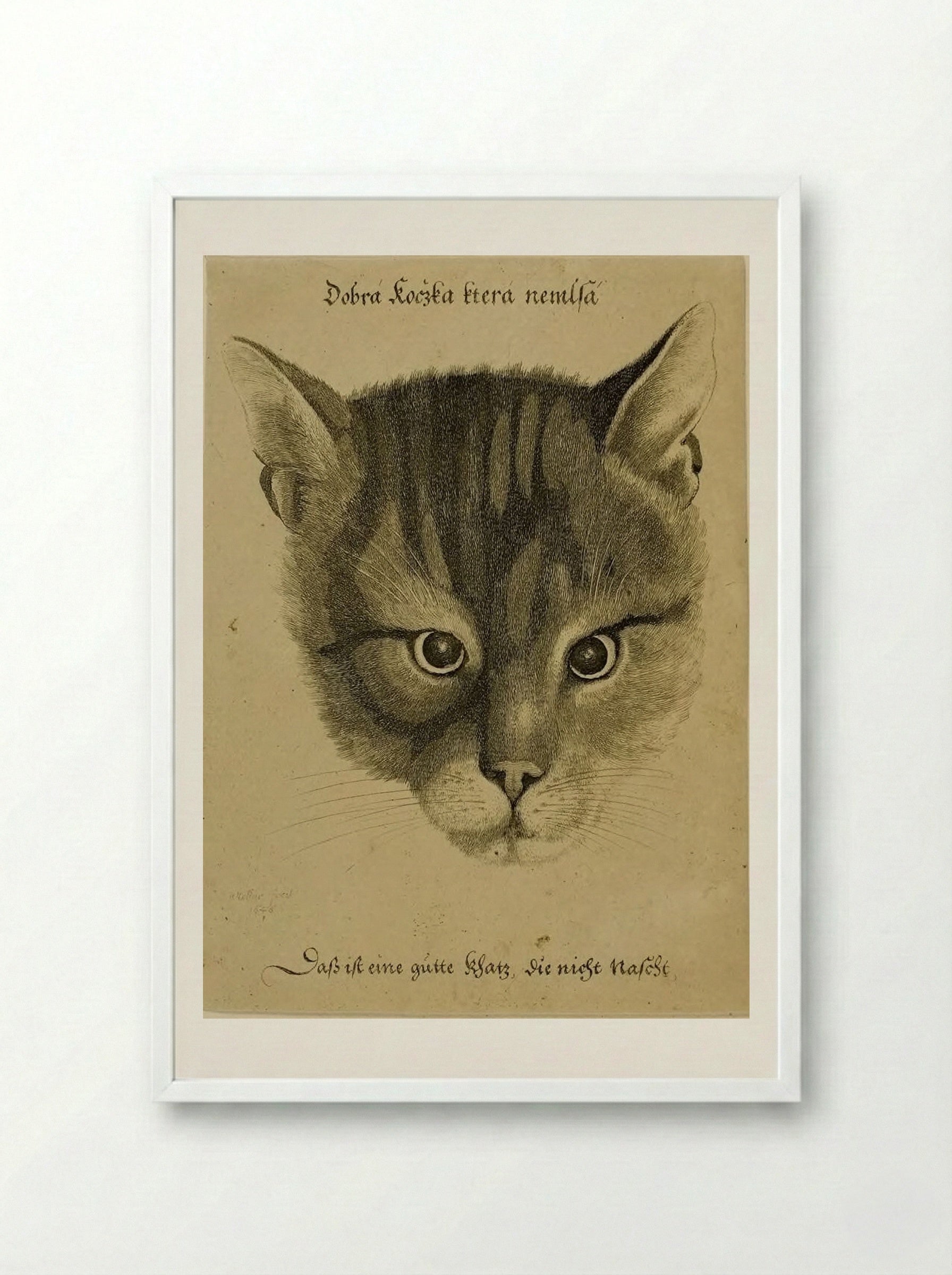 Head of a Cat - Wenceslaus Hollar - Framed Print White