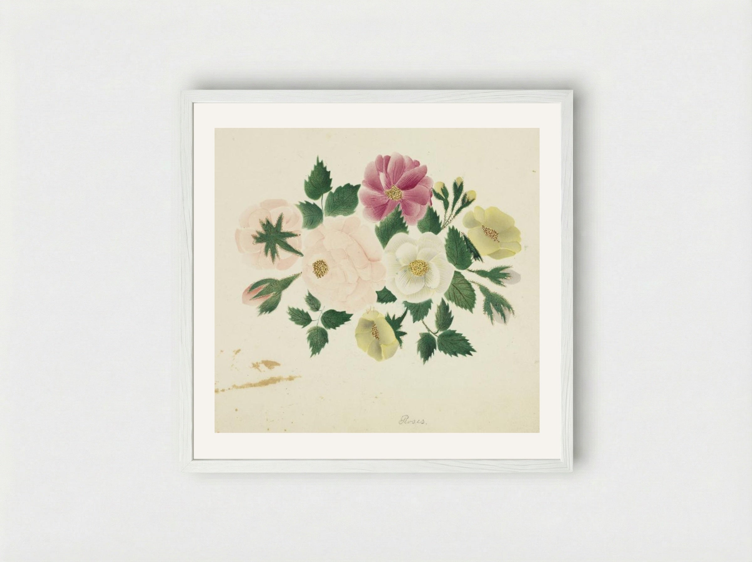 June Roses - Mary Altha Nims - Framed Print White