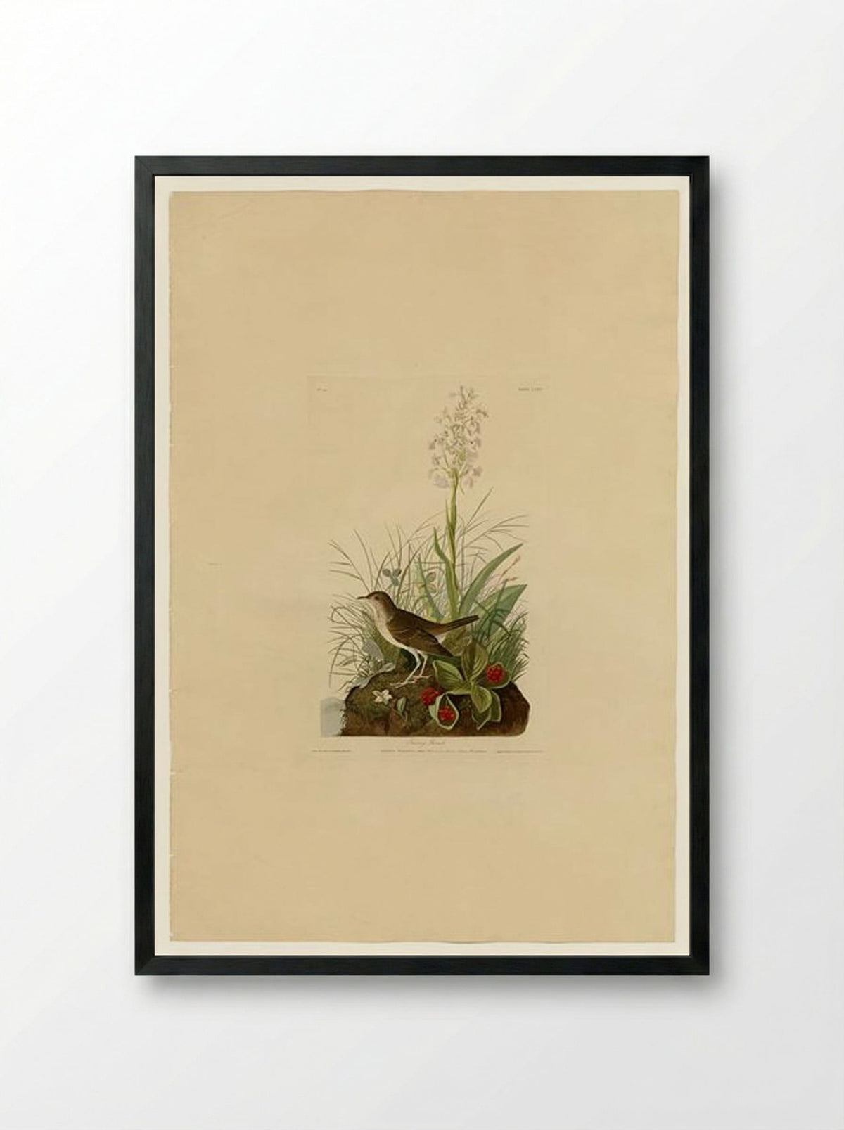 Plate 164 Tawny Thrush - John James Audubon - Framed Print Black