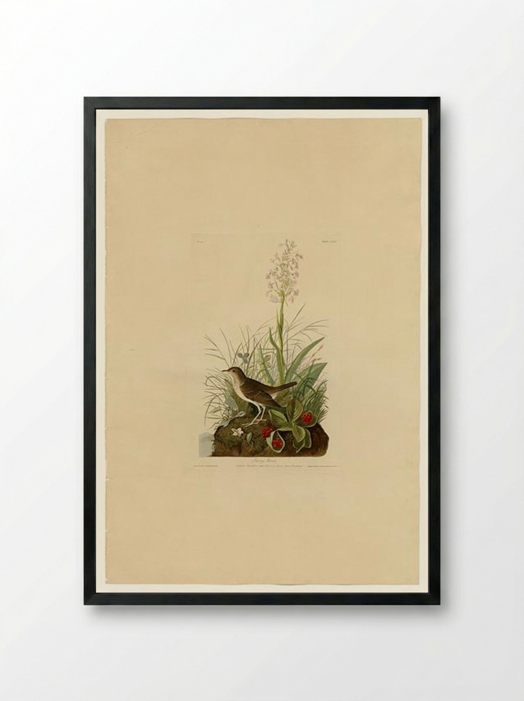 Plate 164 Tawny Thrush - John James Audubon - Framed Print Black