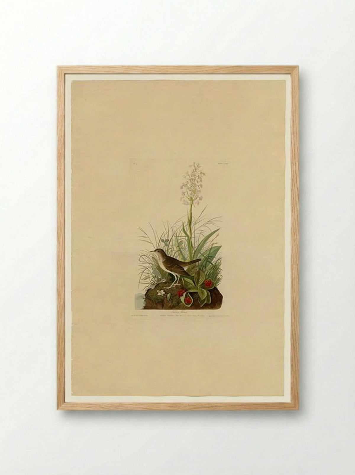 Plate 164 Tawny Thrush - John James Audubon - Framed Print Wood