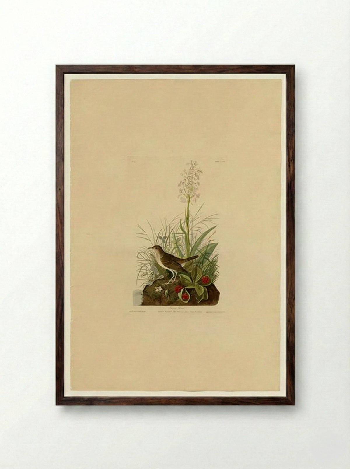 Plate 164 Tawny Thrush - John James Audubon - Framed Print Dark Wood
