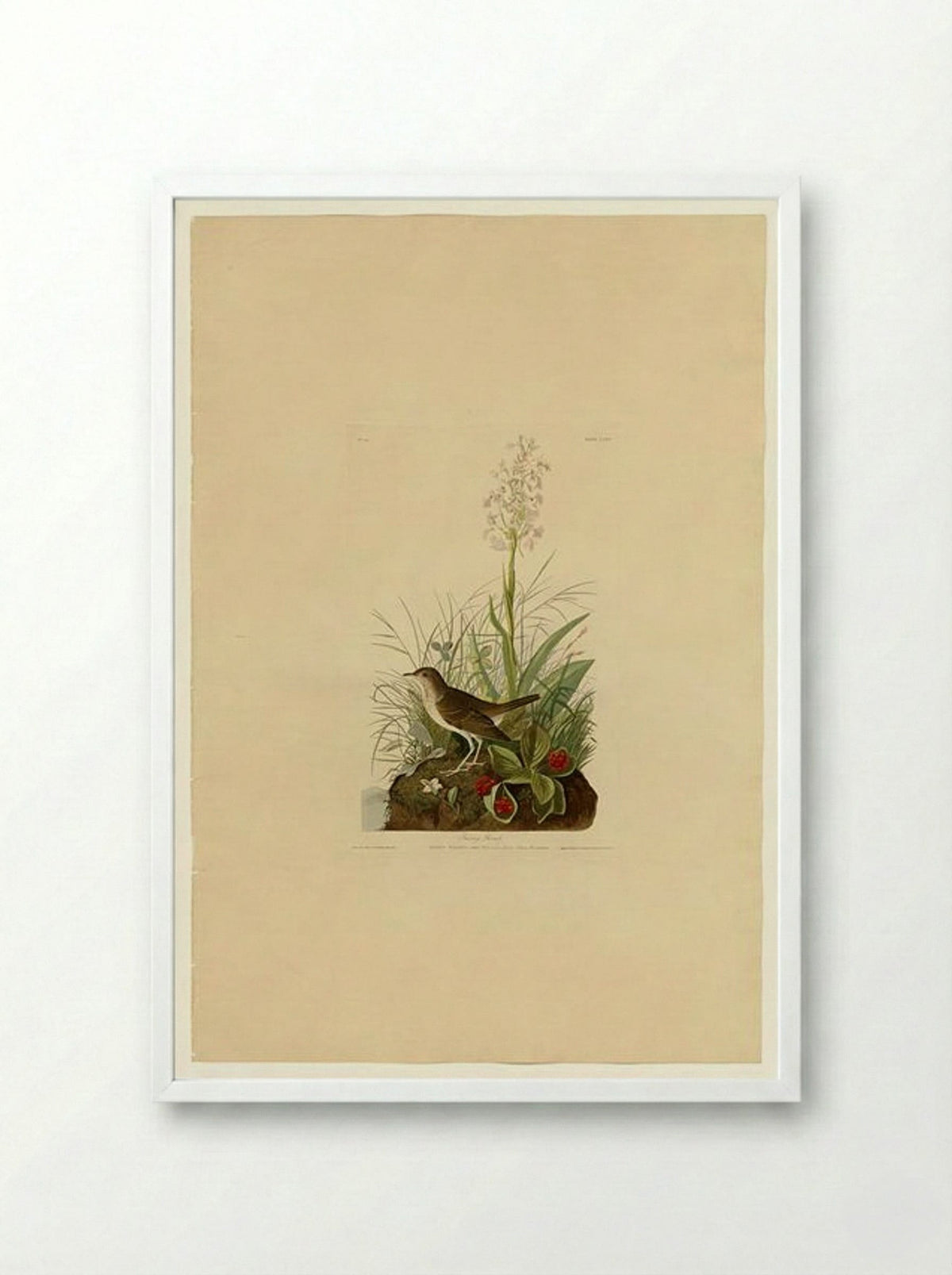 Plate 164 Tawny Thrush - John James Audubon - Framed Print White