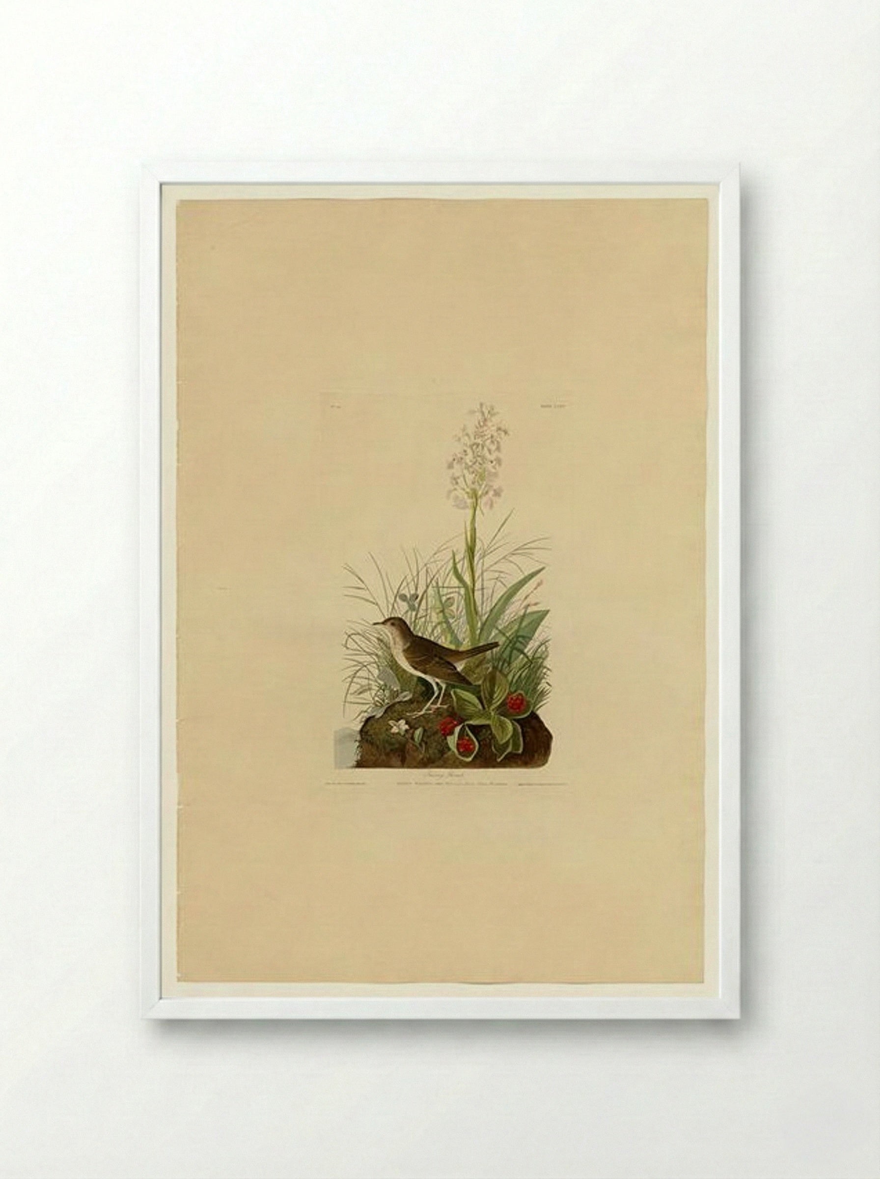Plate 164 Tawny Thrush - John James Audubon - Framed Print White