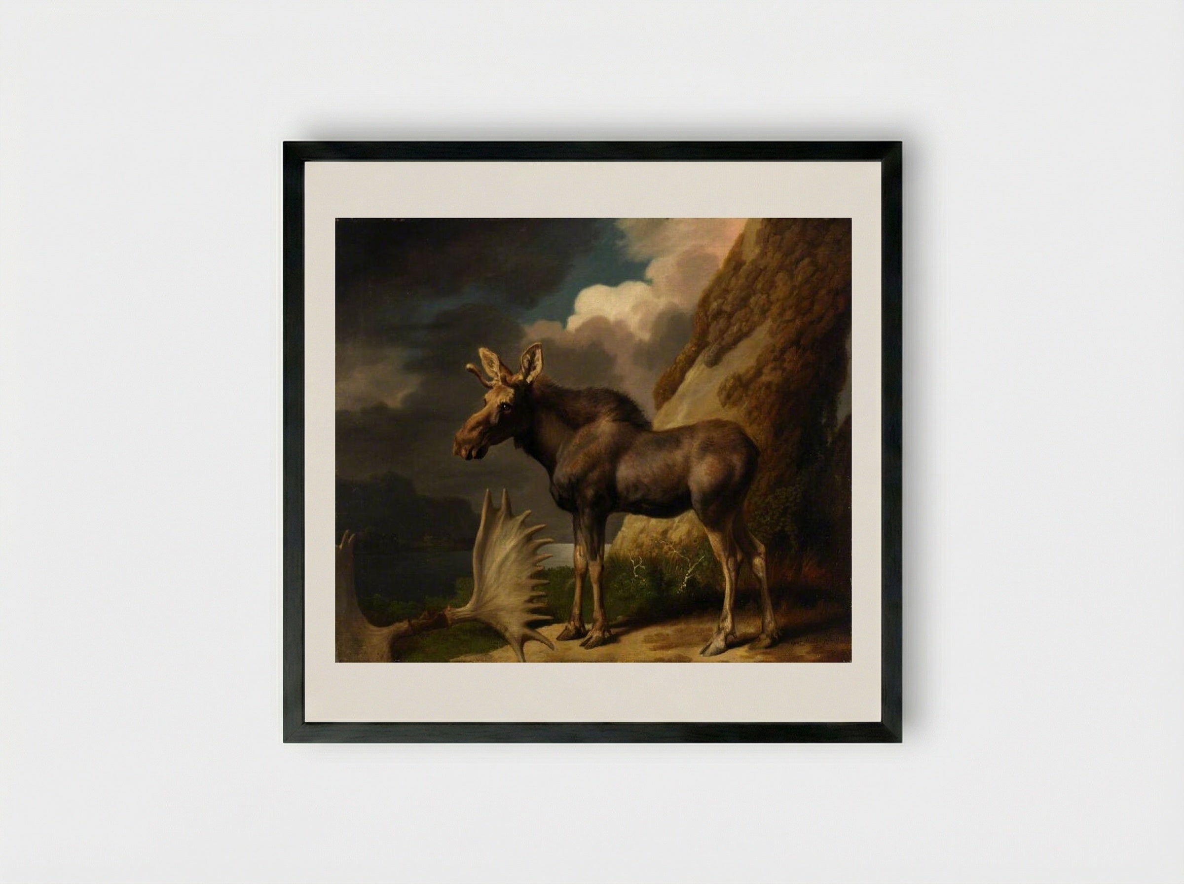 The Moose - George Stubbs - Framed Print Black