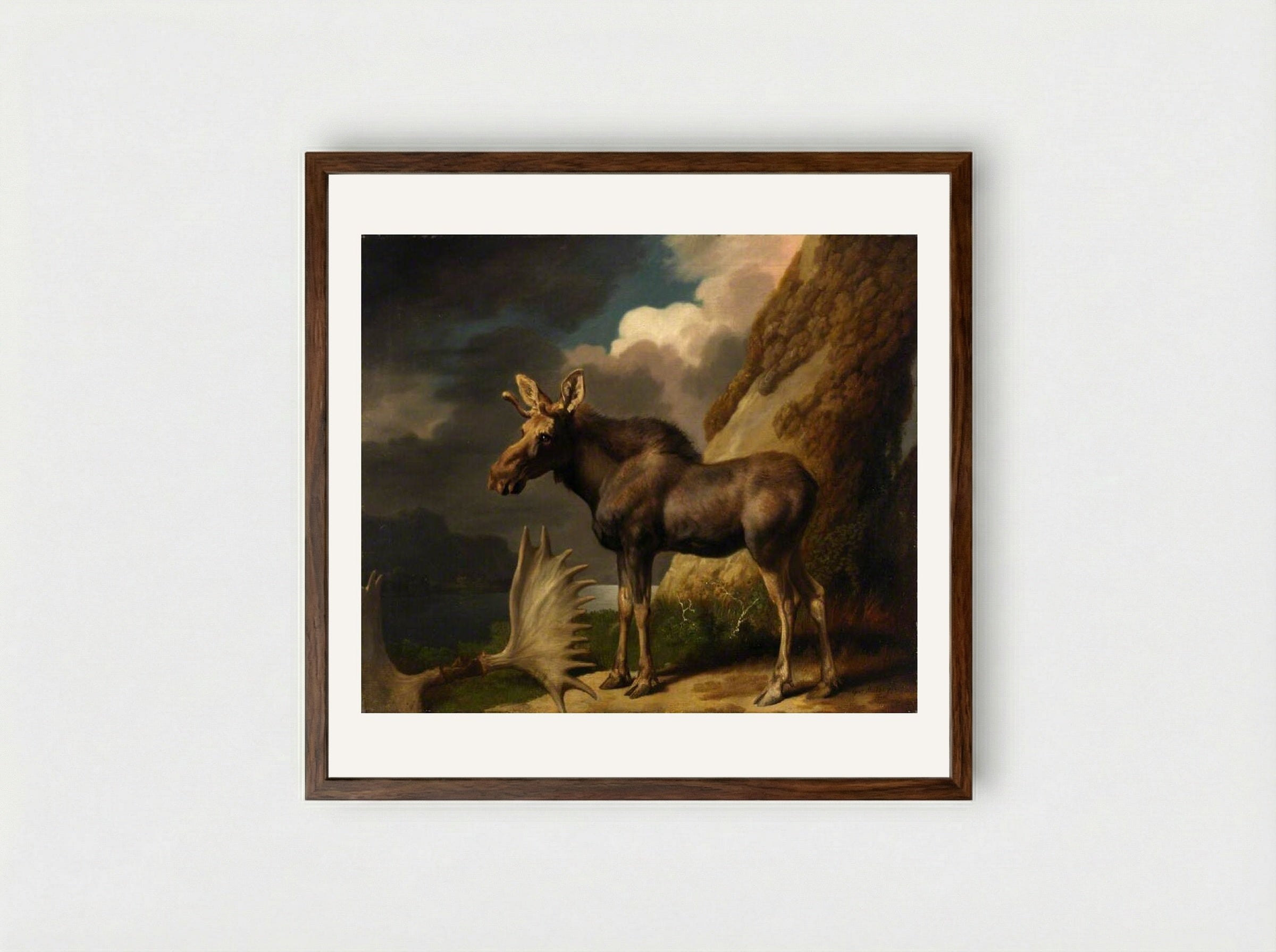 The Moose - George Stubbs - Framed Print Dark Wood