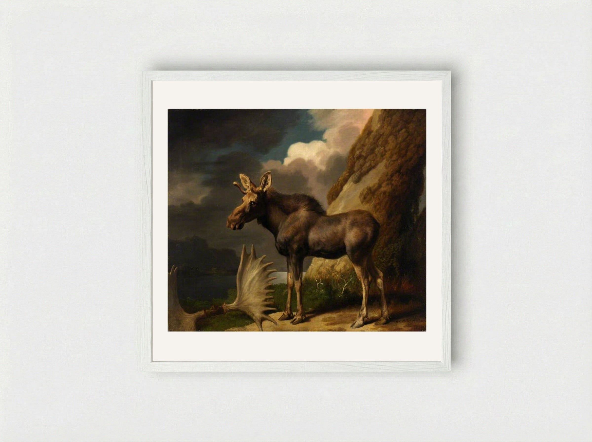 The Moose - George Stubbs - Framed Print White