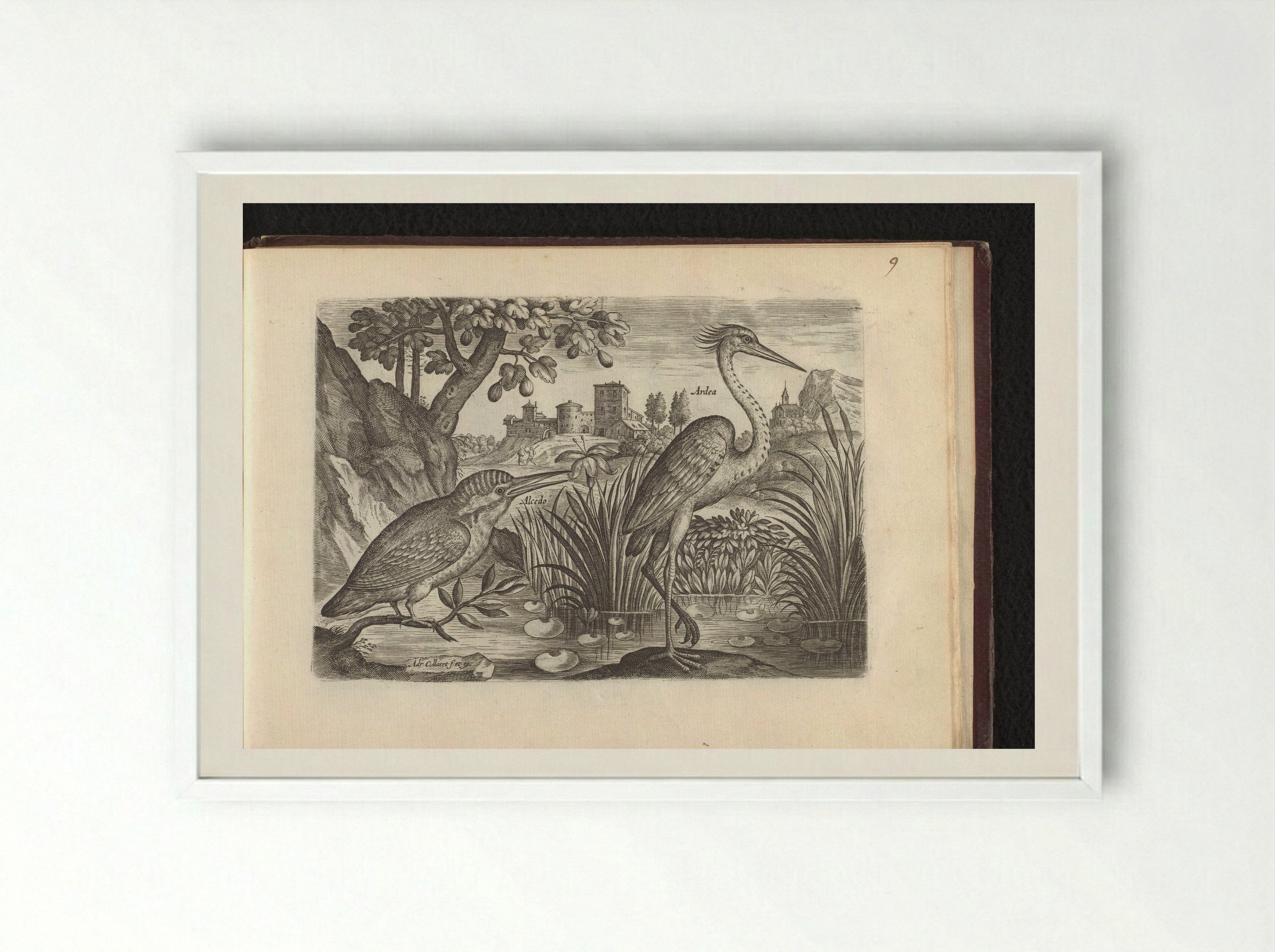 Alcedo (Kingfisher) and Ardea (Grey Heron) - Adriaen Collaert - Framed Print White