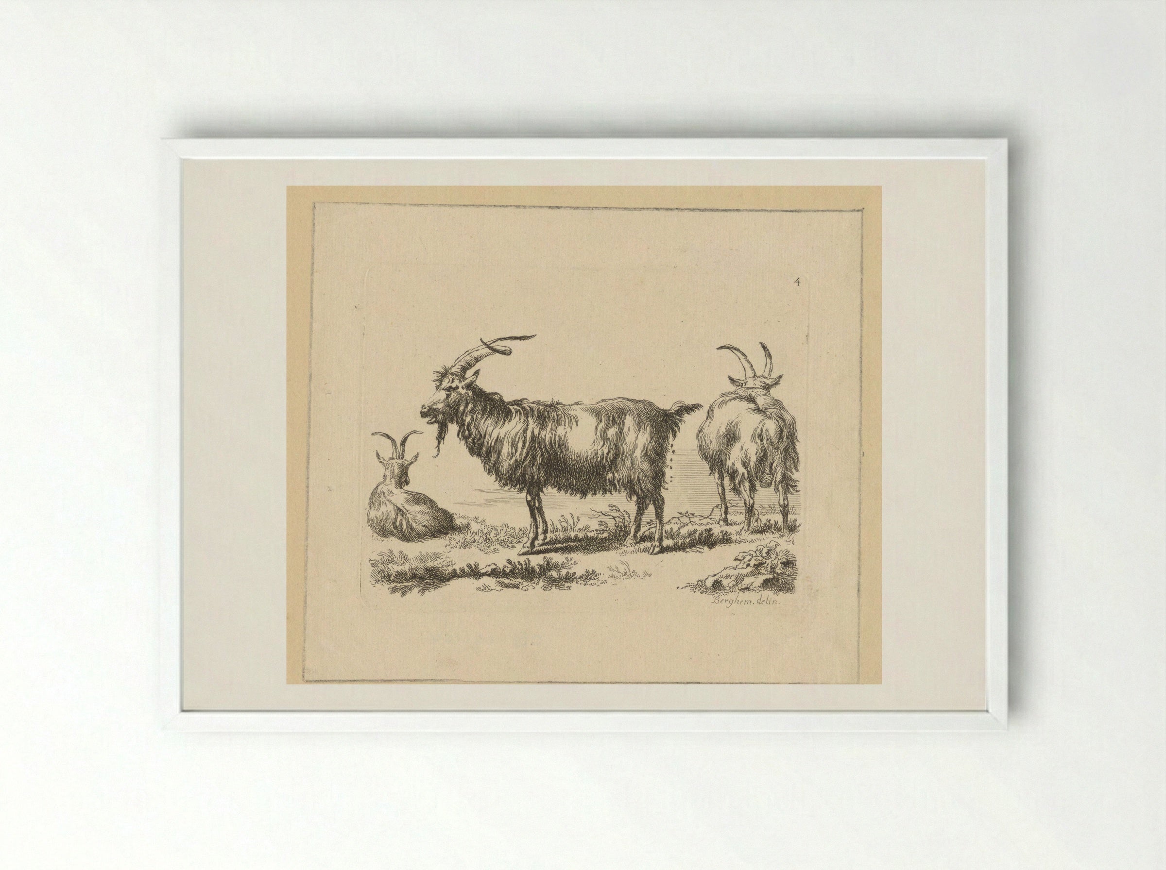 Drie geiten - François Vivares - Framed Print White