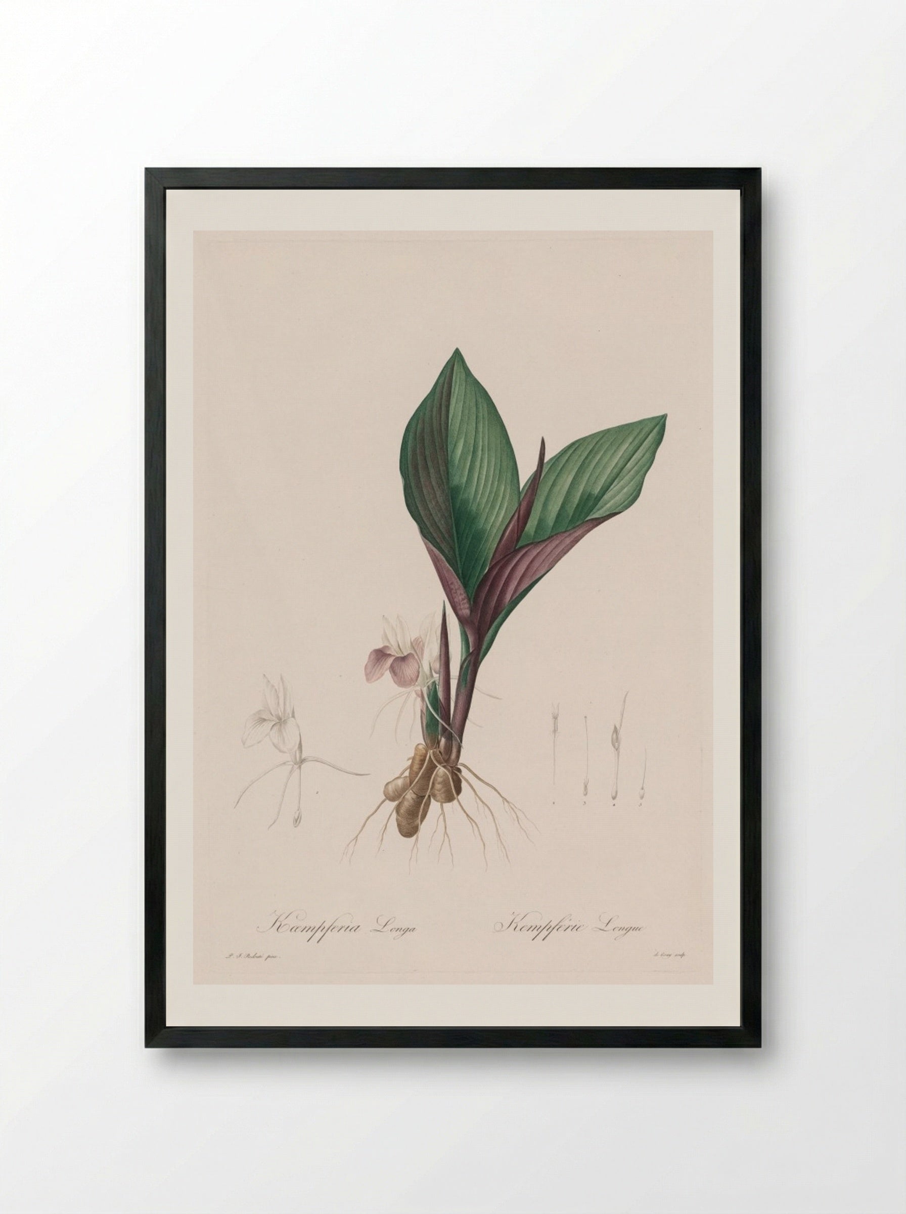 Kaempferia longa - Pierre-Joseph Redouté - Framed Print Black
