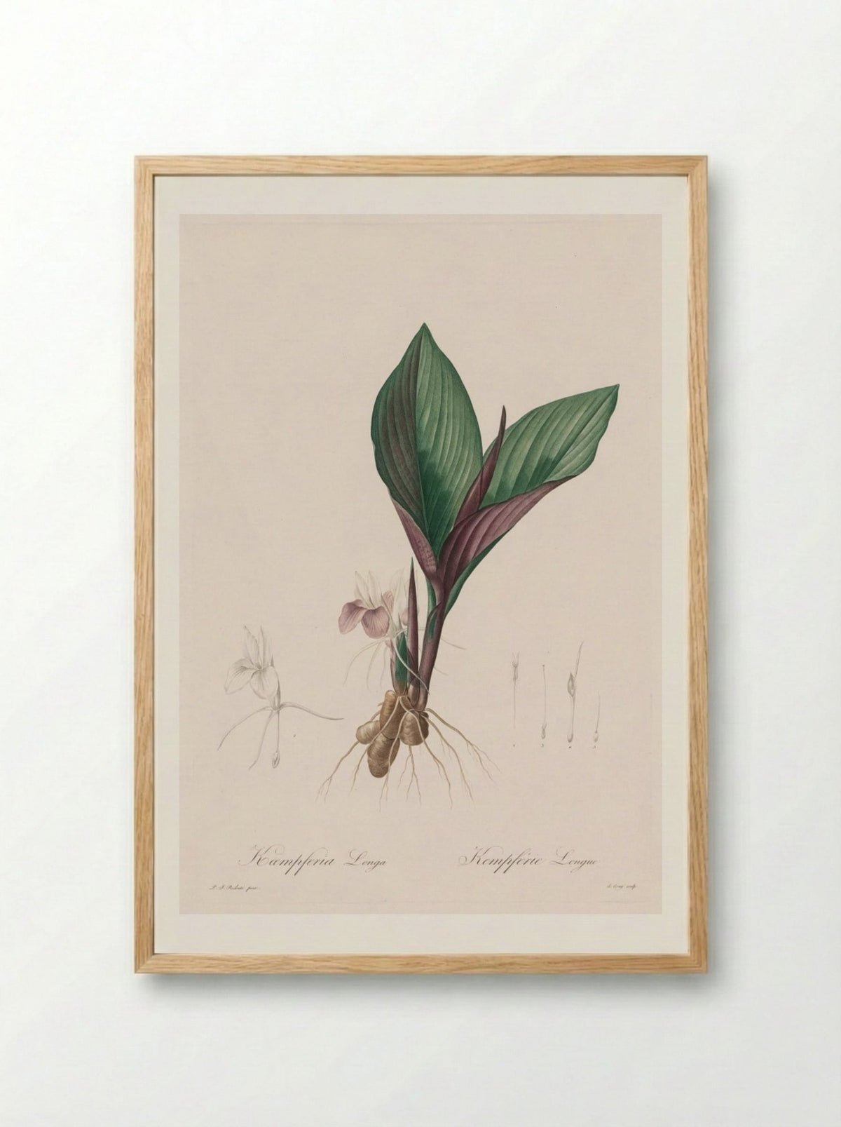 Kaempferia longa - Pierre-Joseph Redouté - Framed Print Wood